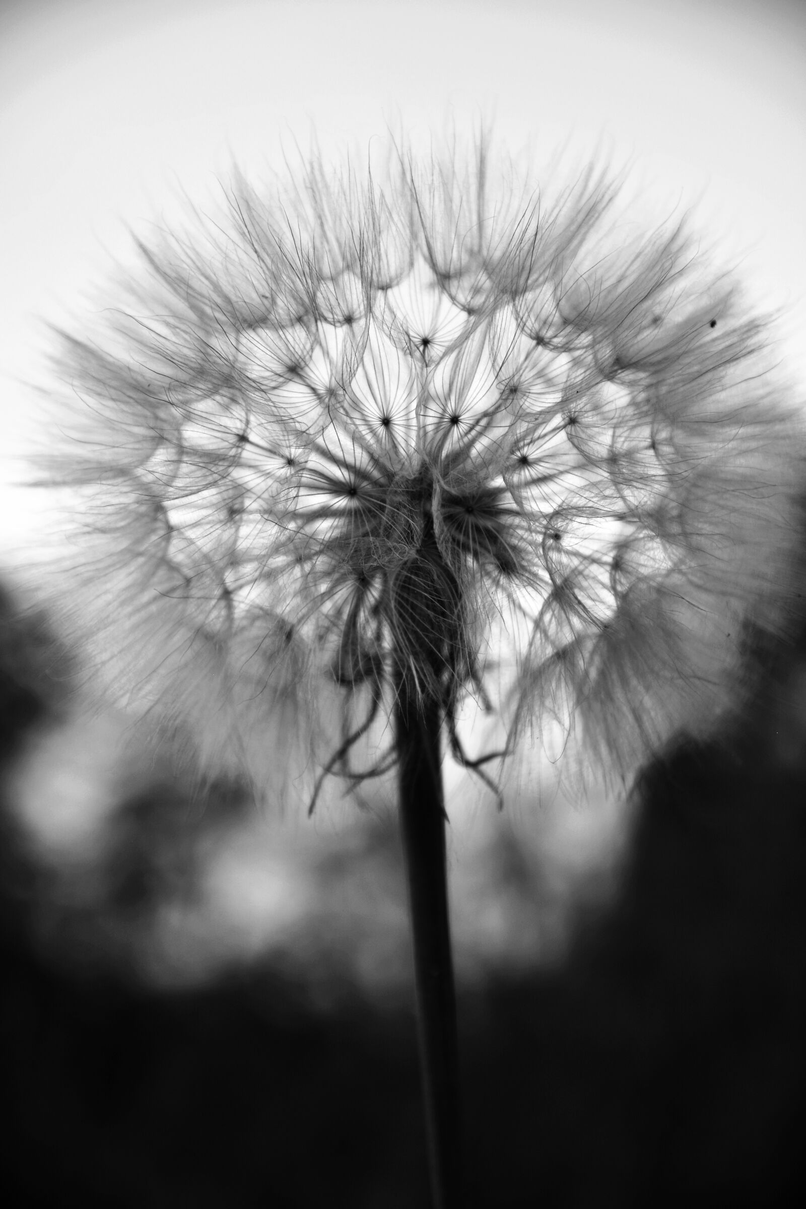 Nikon D5200 sample photo. Dandelion, vilano, vilanos photography