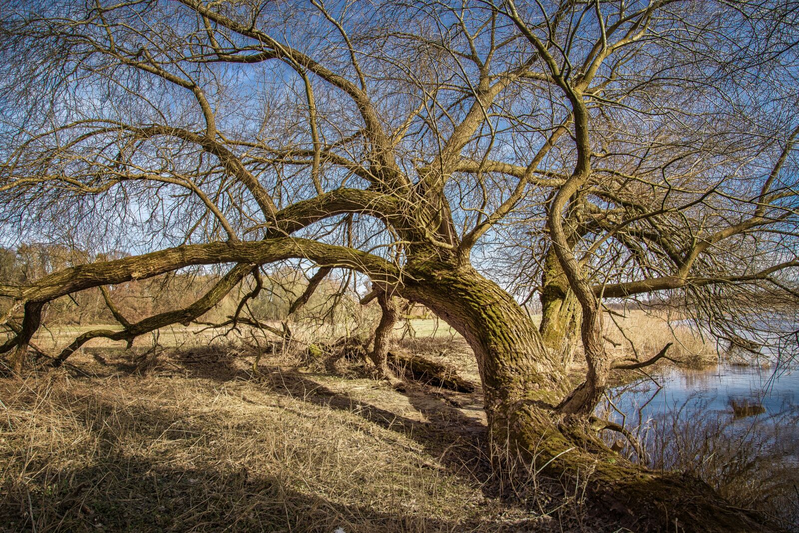 Nikon D7200 sample photo. Elbe, elbufer, river photography