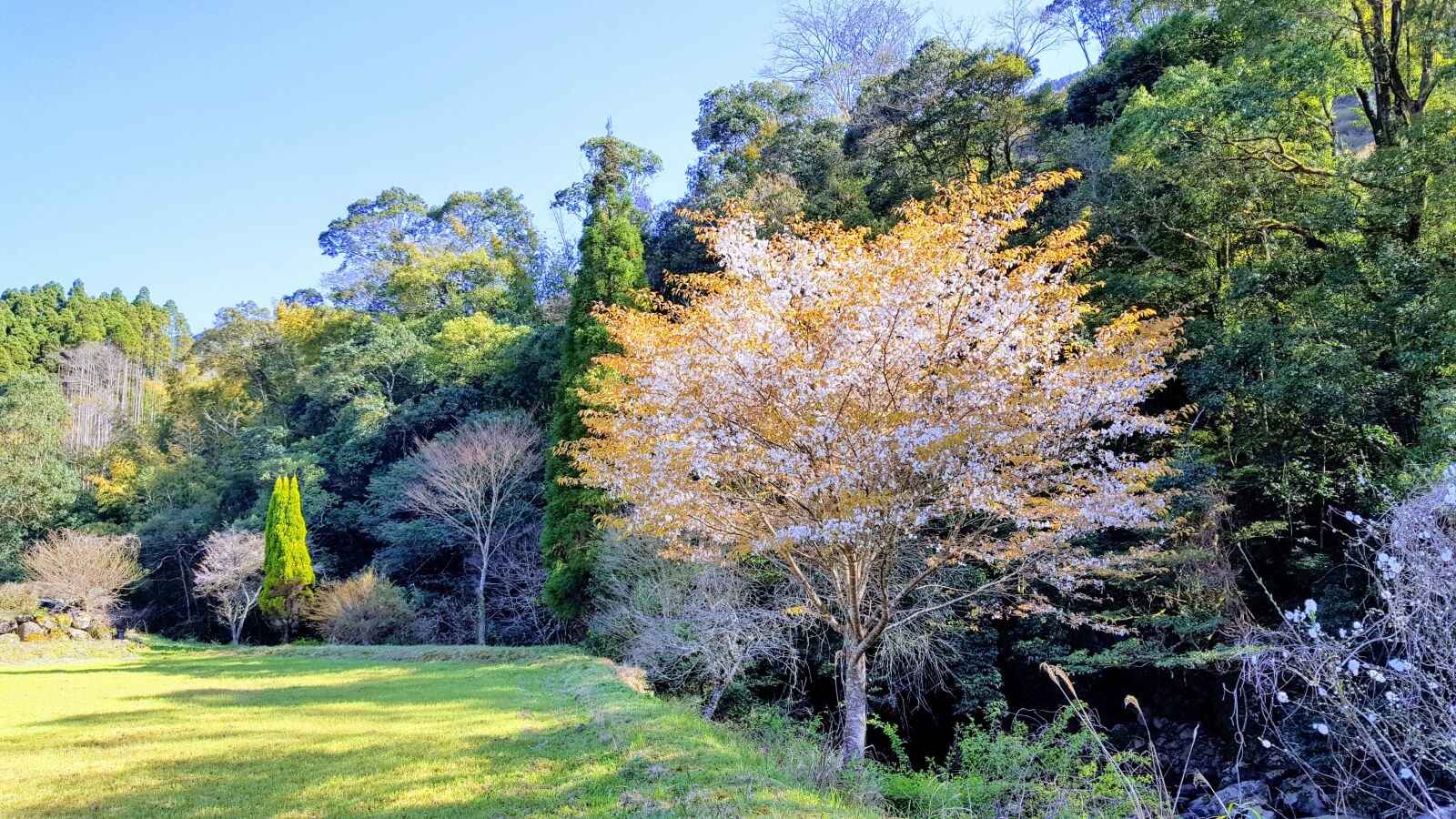 Samsung Galaxy S6 sample photo. Landscape, cherry blossoms, japan photography