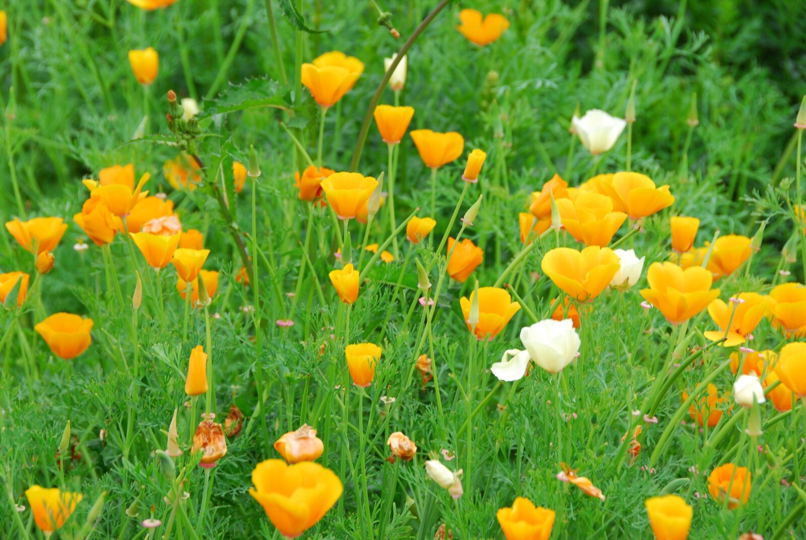 Nikon D200 sample photo. Poppies, field, yellow photography