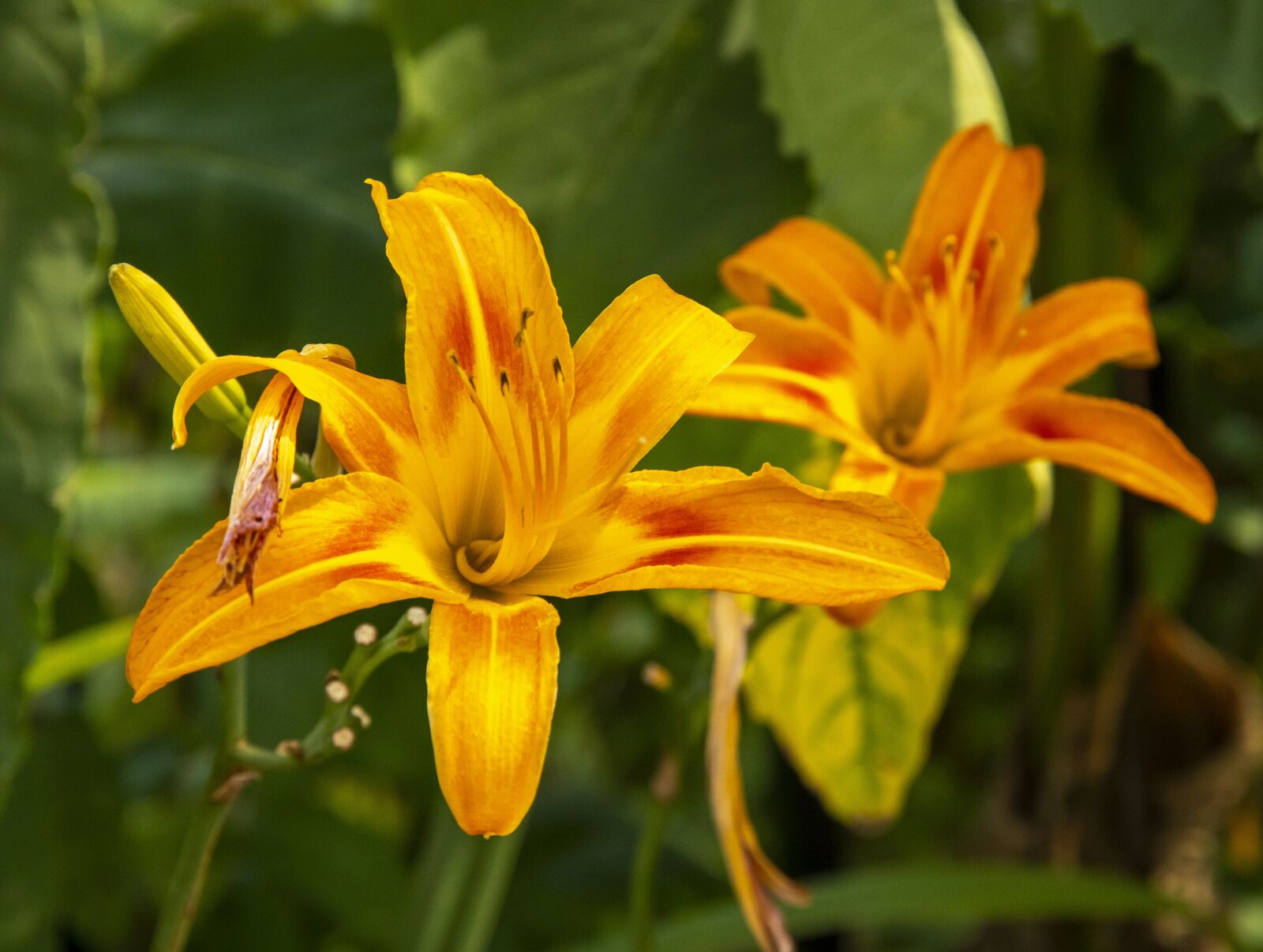 Nikon D500 sample photo. Flower, bloom, plant photography