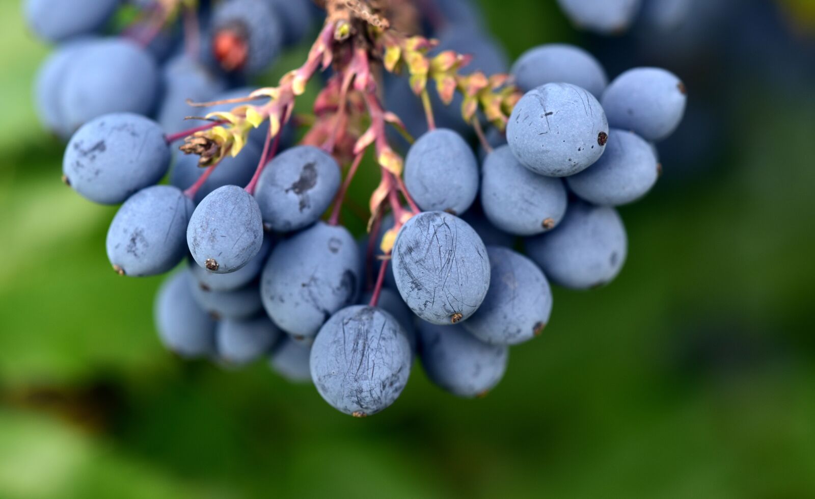 Nikon D750 sample photo. Barberry, mahonia bealei, berries photography