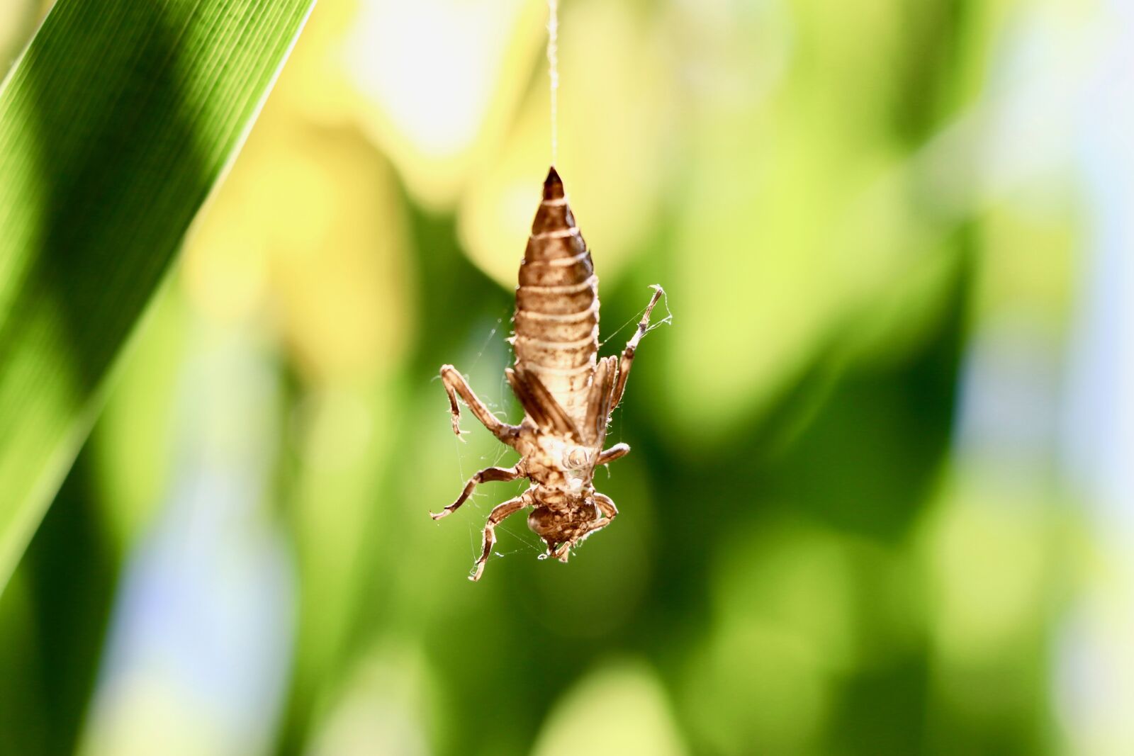 Canon EF-S 18-135mm F3.5-5.6 IS USM sample photo. Grasshopper, animal, nature photography