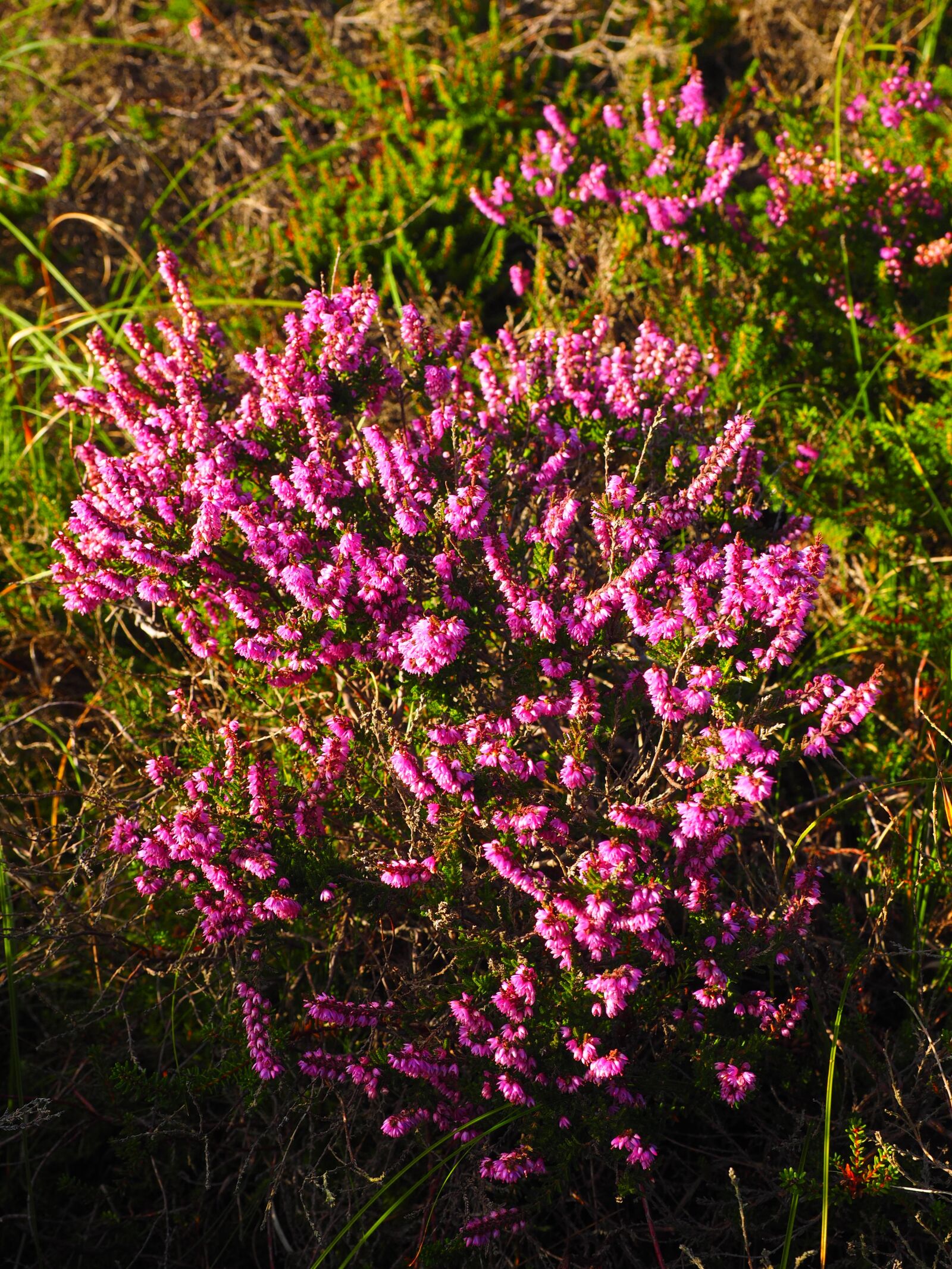 Olympus OM-D E-M1 + Olympus M.Zuiko Digital ED 12-40mm F2.8 Pro sample photo. Heather, heide, flowers photography