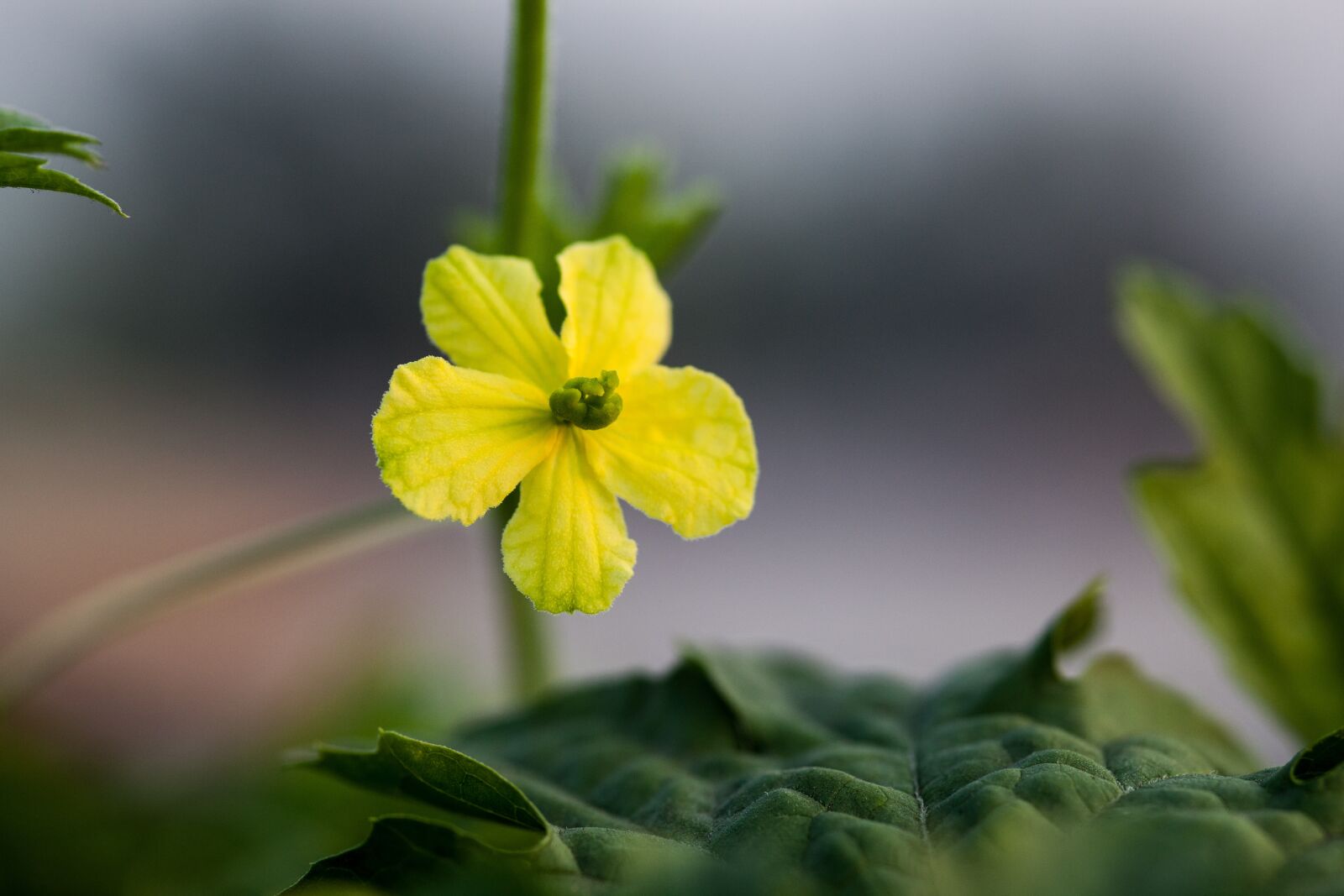 Canon EOS 5D Mark II sample photo. Flower, flora, nature photography