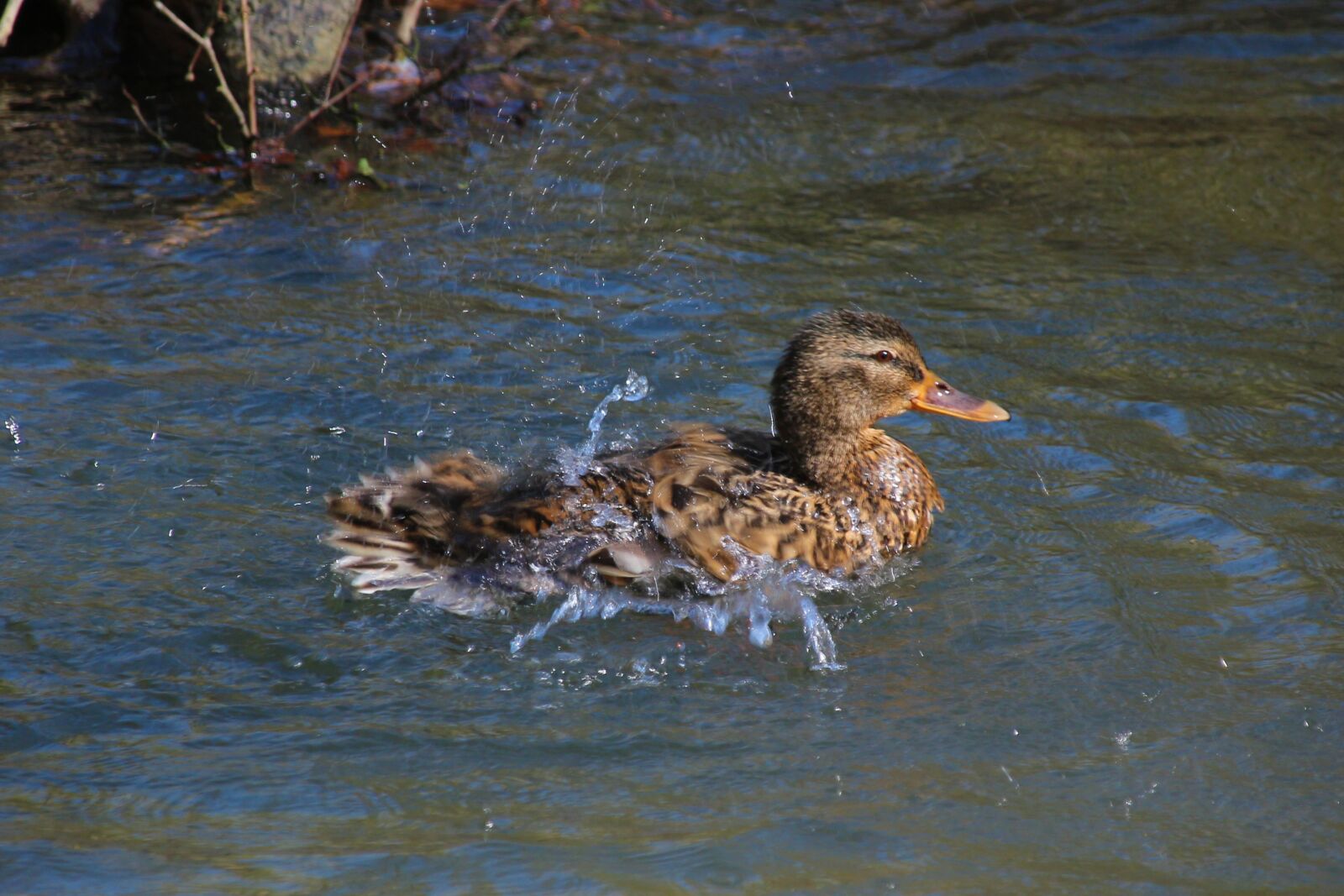 Canon EOS 700D (EOS Rebel T5i / EOS Kiss X7i) sample photo. Duck, water, bird photography