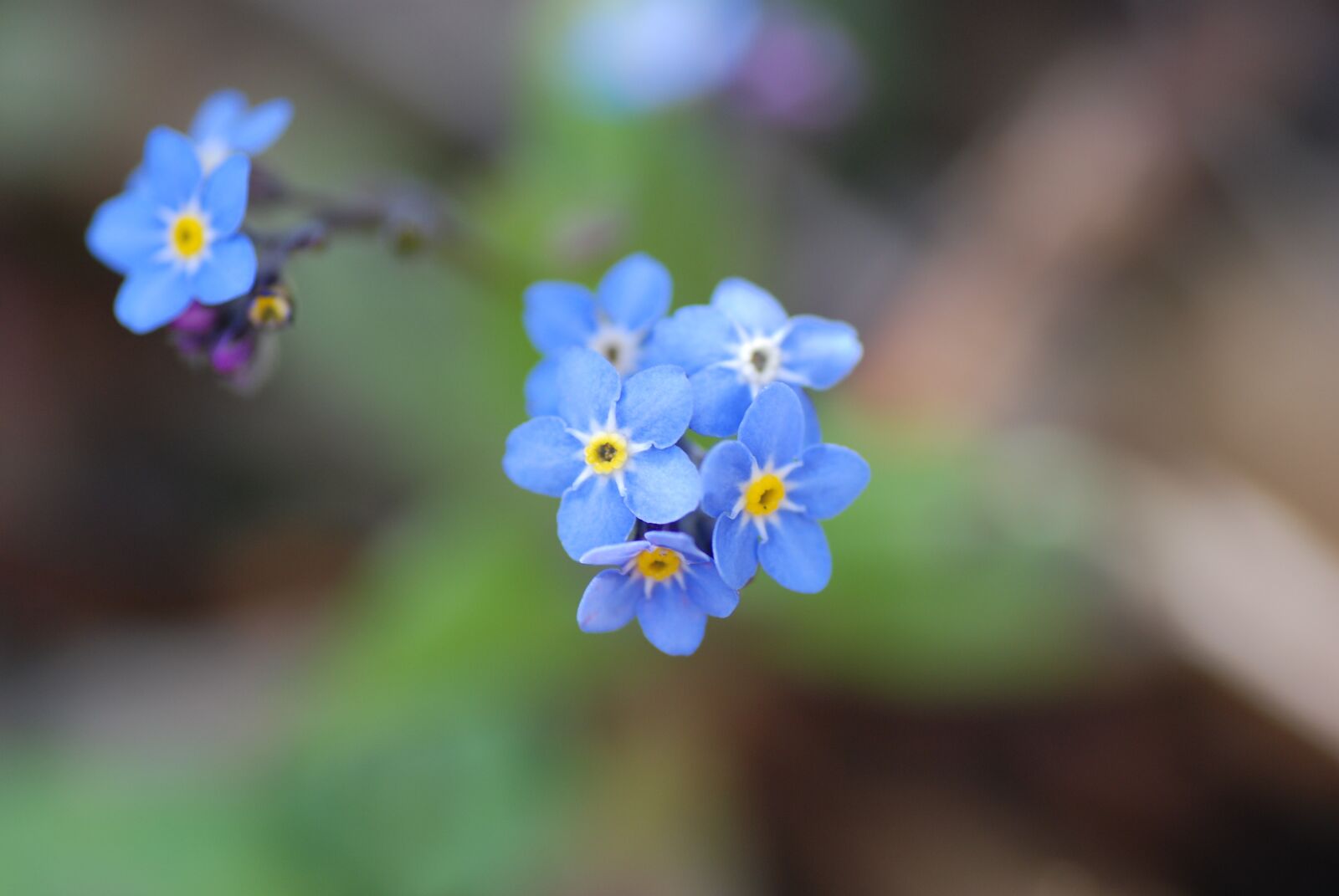 Nikon D80 sample photo. Forget-me-not, nature, flower photography