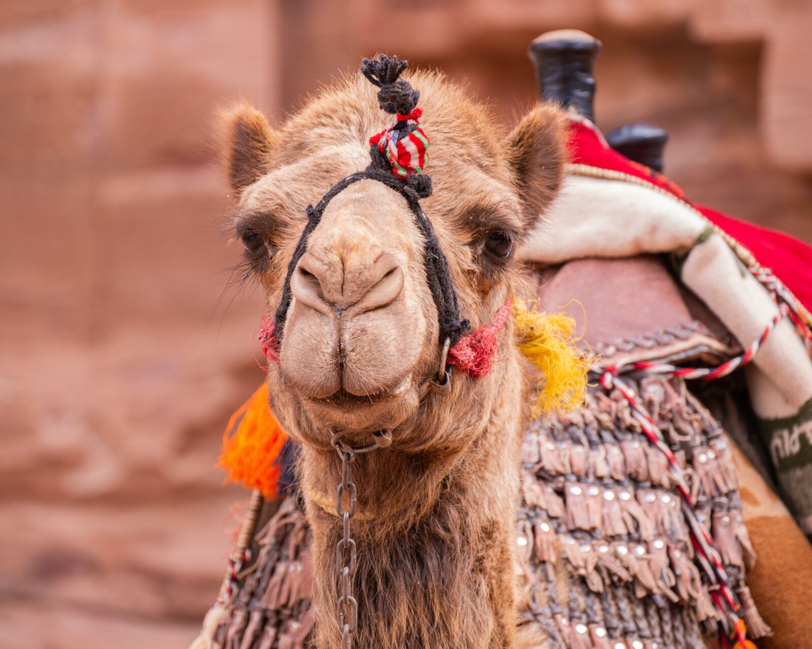 Panasonic Lumix G Vario 14-140mm F3.5-5.6 ASPH Power O.I.S sample photo. Camel, petra, jordan photography