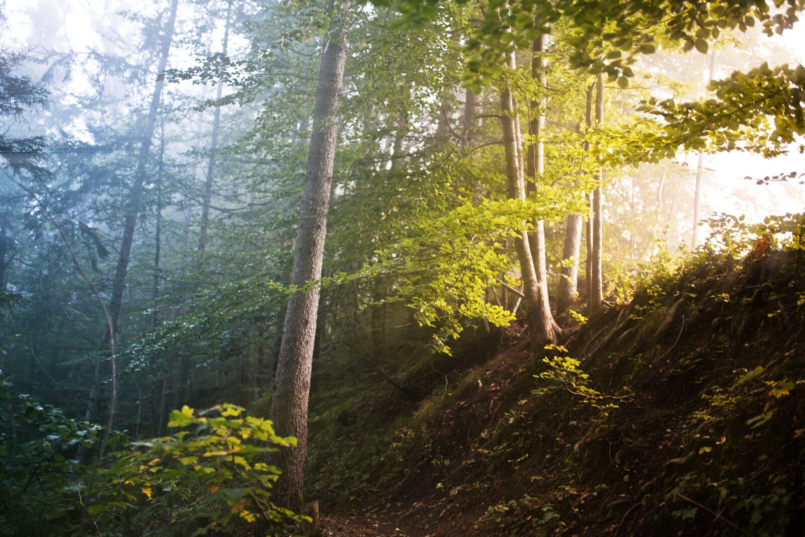 Nikon D750 sample photo. Forrest, trees, fog photography