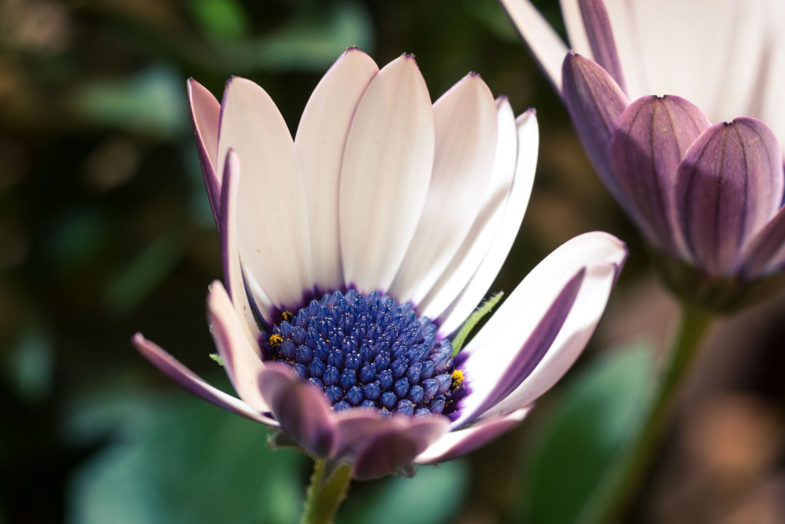 Canon EOS 70D + Canon EF 50mm F2.5 Macro sample photo. Macro, osteospermum ecklonis, cape photography