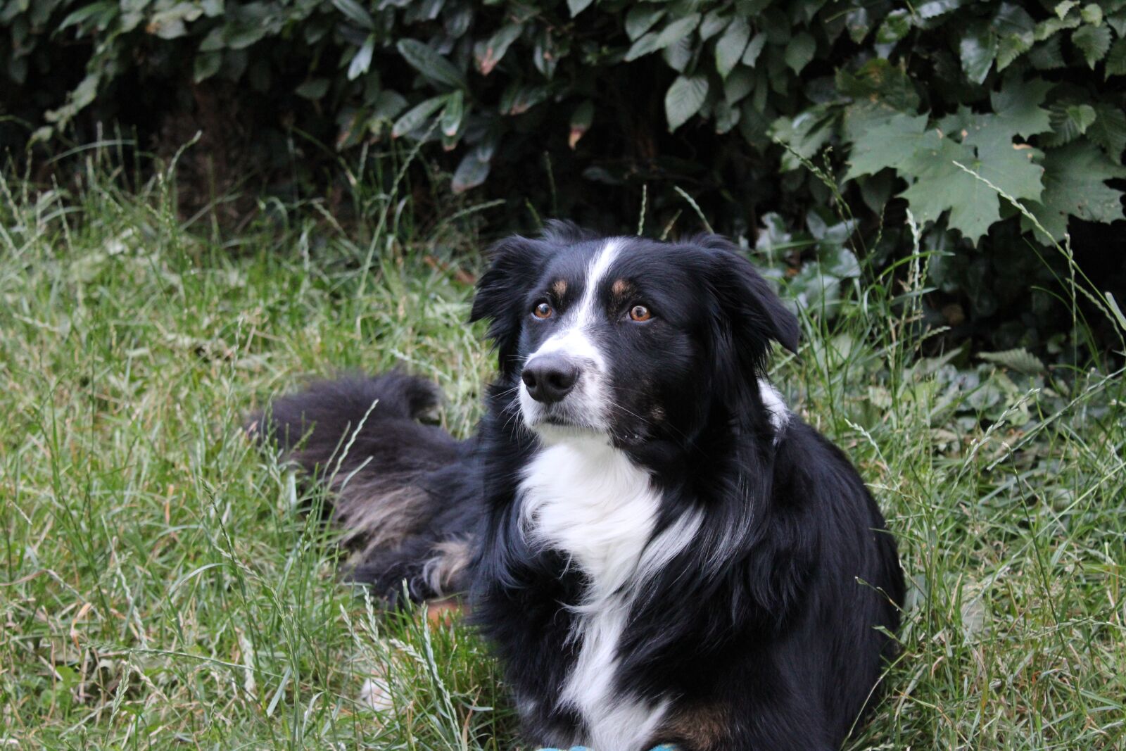 Canon EOS 2000D (EOS Rebel T7 / EOS Kiss X90 / EOS 1500D) sample photo. Border collie, dog, collie photography