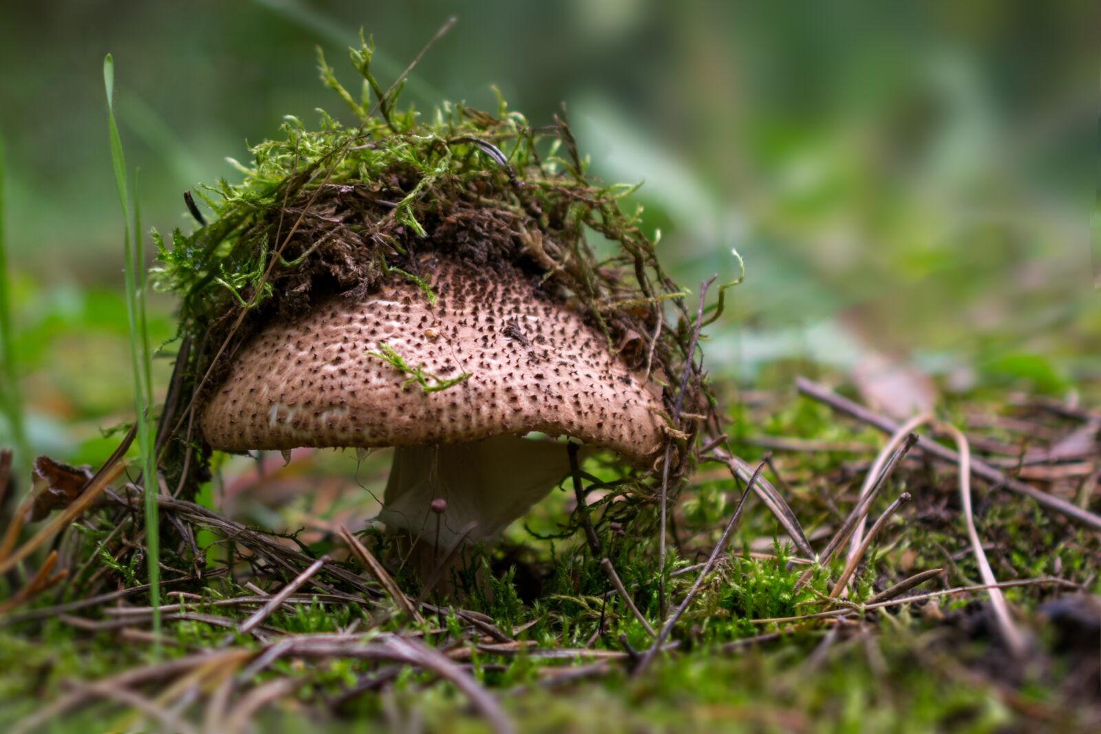 Nikon D5300 sample photo. Mushroom, forest, mushroom caps photography