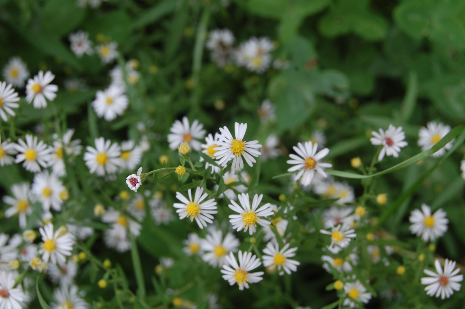 Nikon D40 sample photo. Nature, flower, summer photography