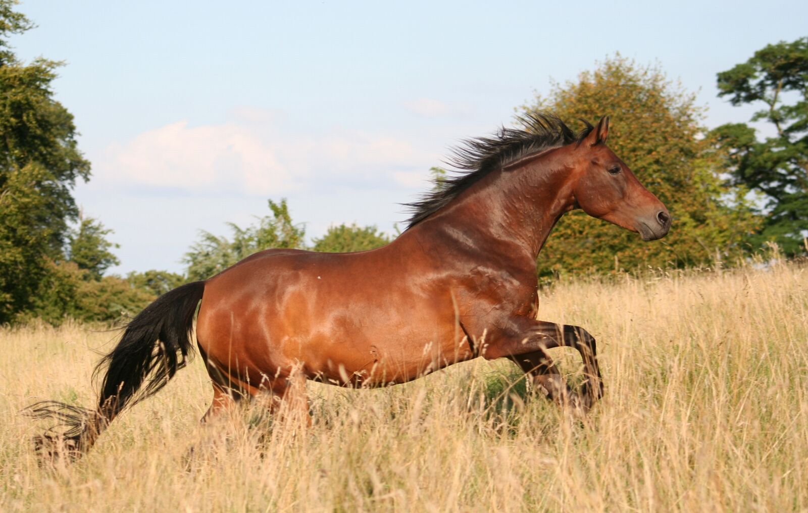 Canon EOS 350D (EOS Digital Rebel XT / EOS Kiss Digital N) sample photo. Animal, horses, freedom photography