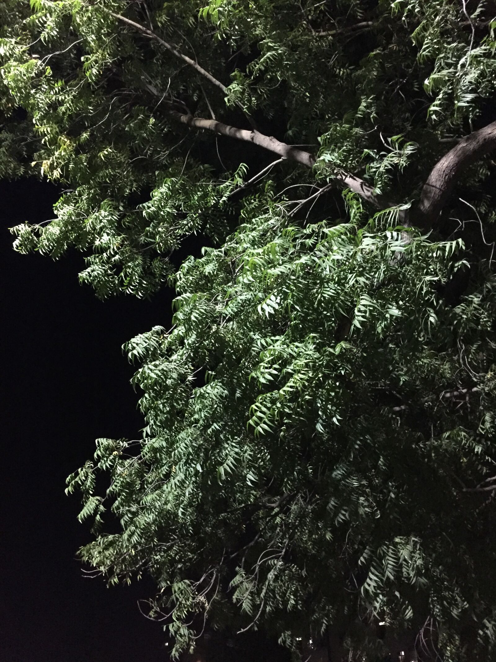 iPhone 6 back camera 4.15mm f/2.2 sample photo. Nature, photography, night, time photography