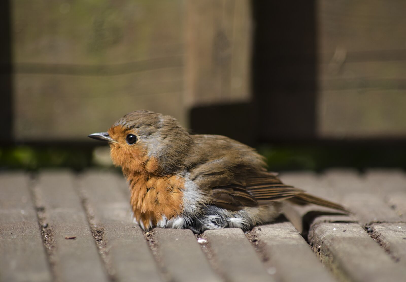 Canon EOS 80D sample photo. Robin, bird, na photography
