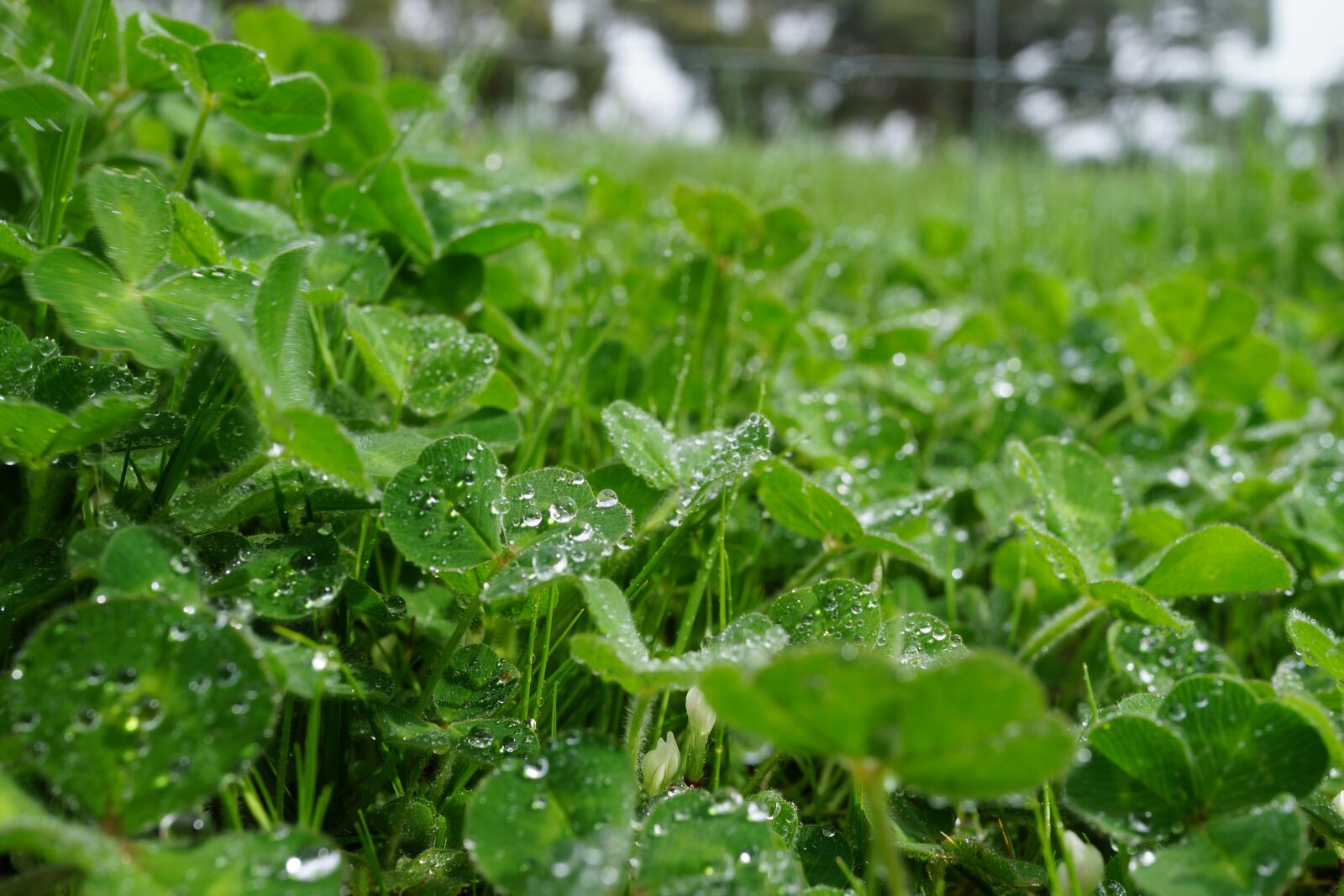 Sony Cyber-shot DSC-RX1R sample photo. Morning dew, weed, grassland photography