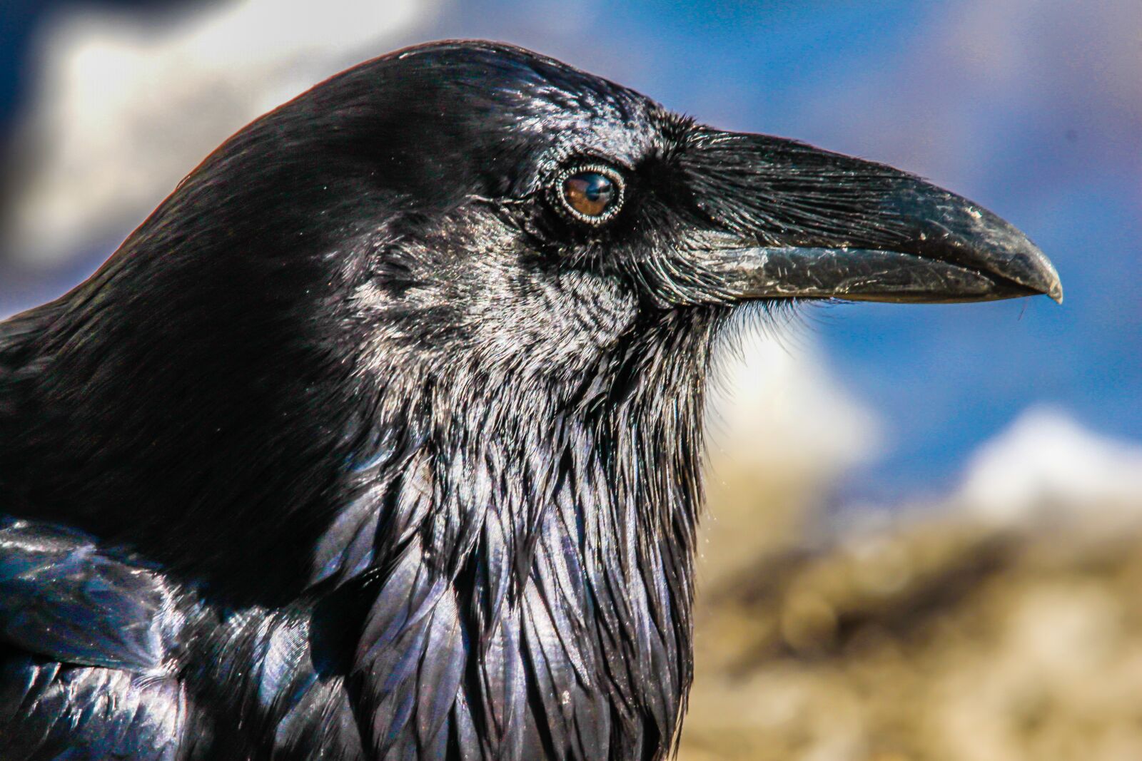 Canon EOS 500D (EOS Rebel T1i / EOS Kiss X3) sample photo. Raven, bird, crow photography
