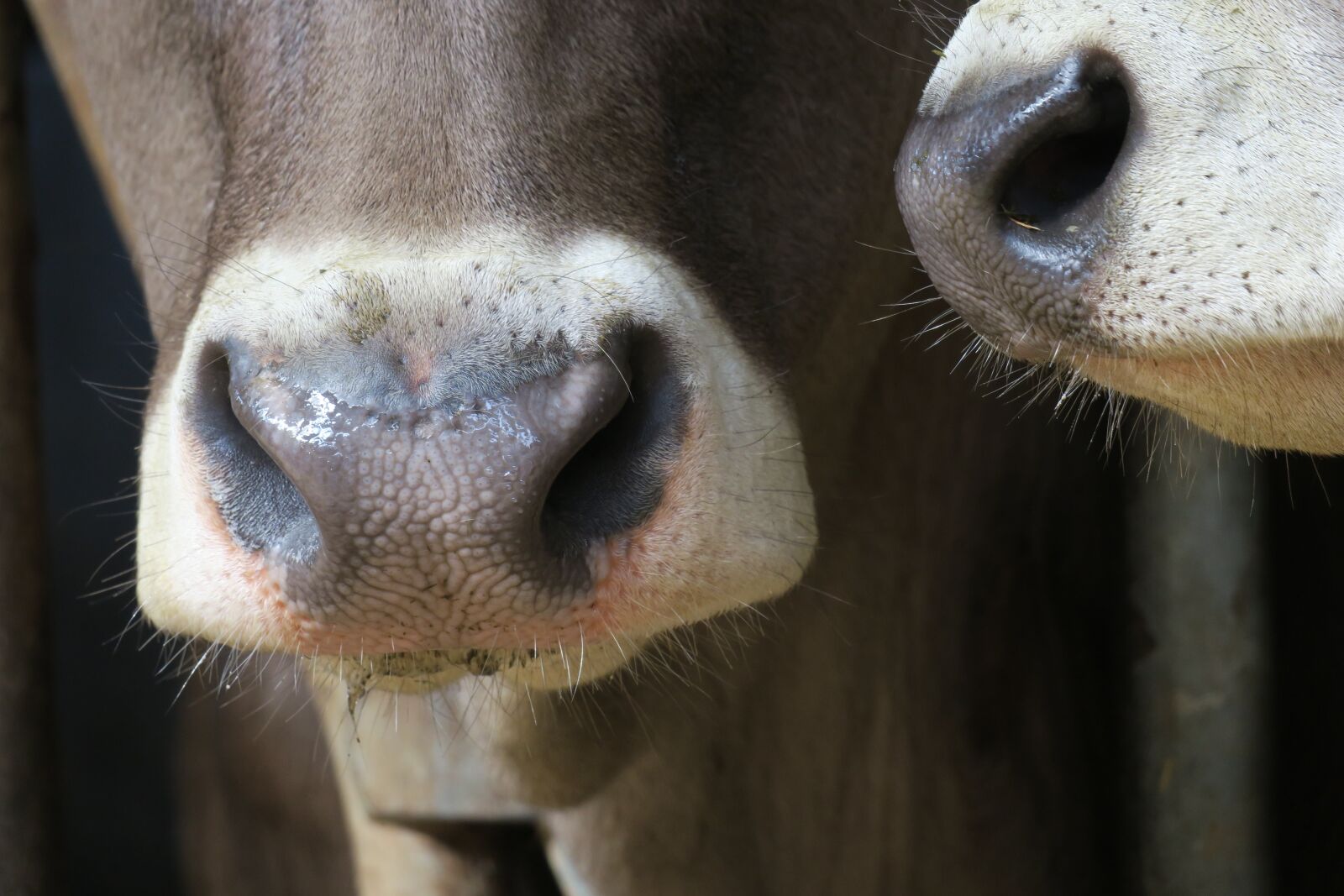 Canon PowerShot G3 X sample photo. Cow, nose, portrait photography