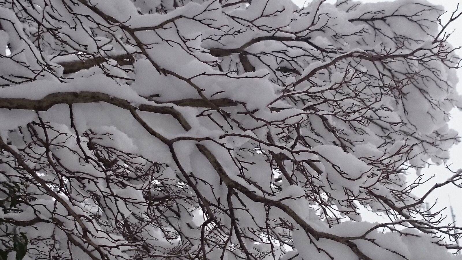 Sony Xperia Z1 Compact sample photo. Winter, snow, tree photography