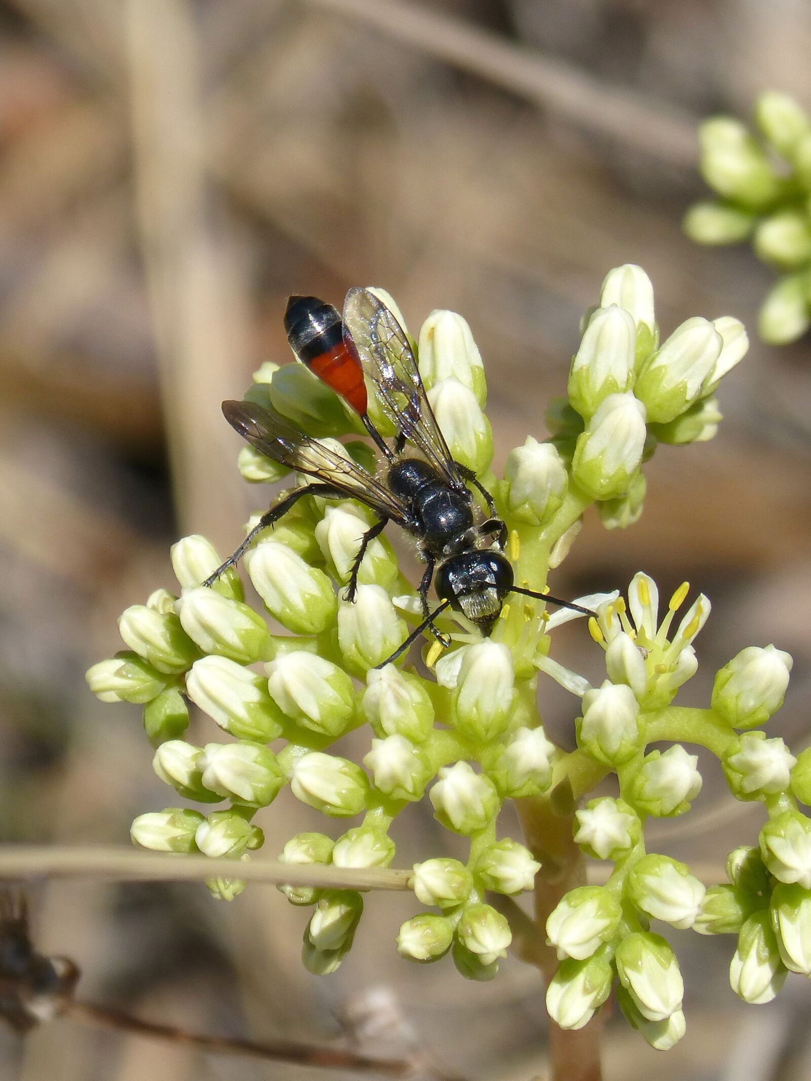 Panasonic DMC-FZ62 sample photo. Sapper wasp, wasp, sting photography