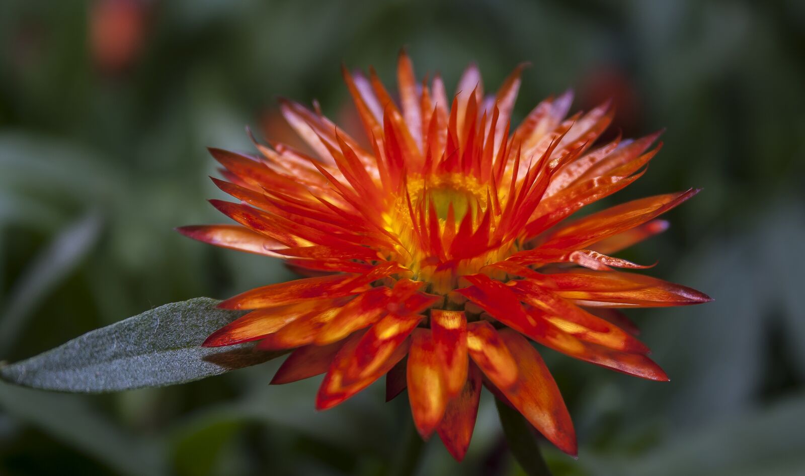 Canon EF-S 18-55mm F3.5-5.6 II sample photo. Helichrysum, italicum, orange photography