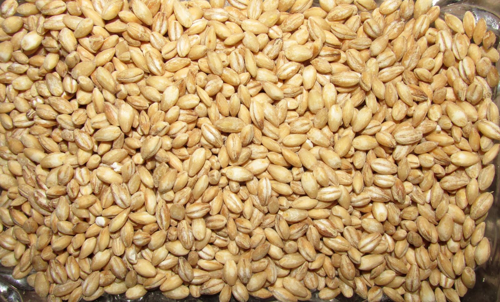 Canon PowerShot SX170 IS sample photo. Barley, healthy, grain photography