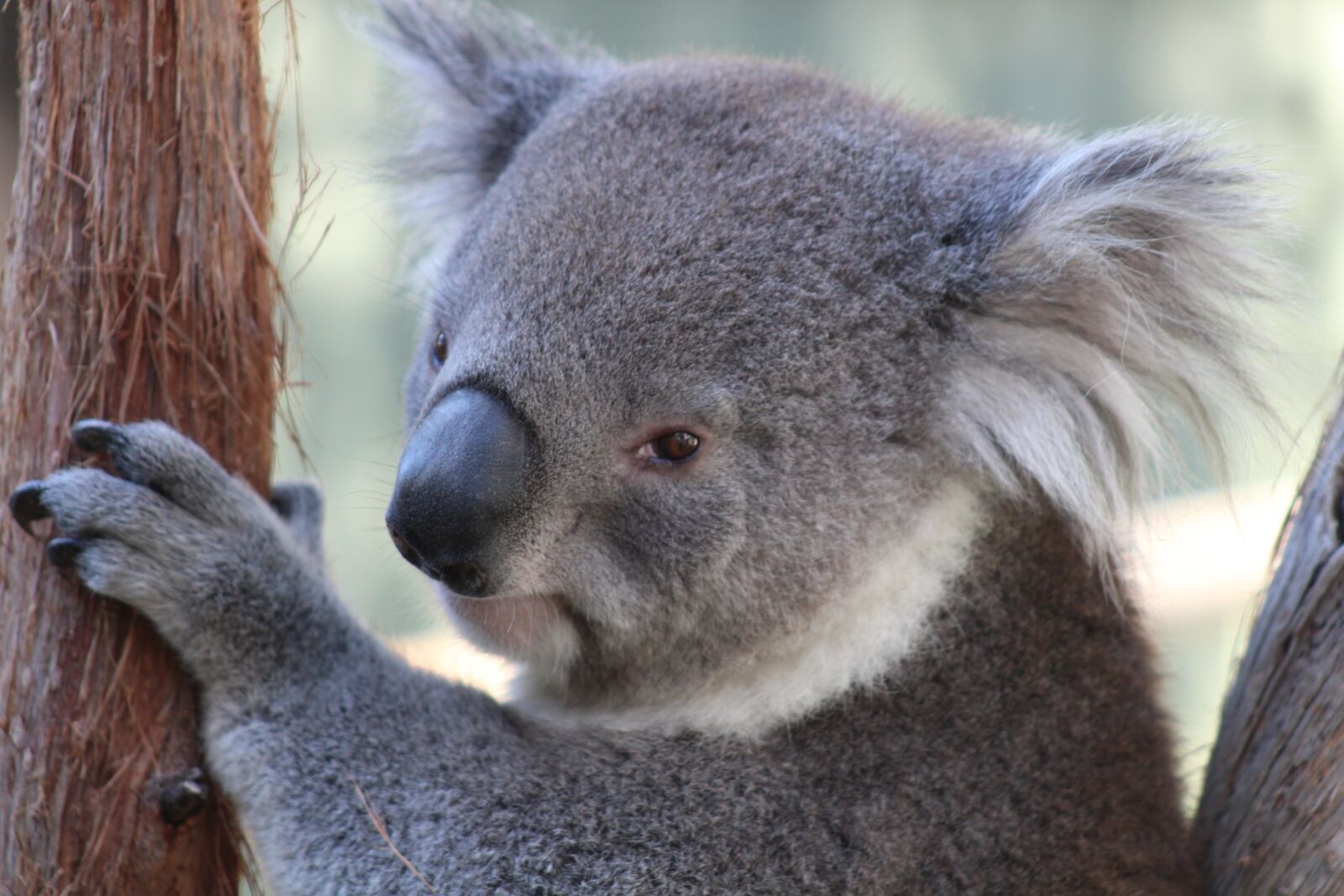 Canon EF75-300mm f/4-5.6 sample photo. Mammal, wildlife, animal photography