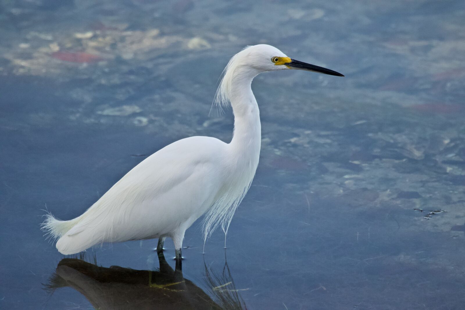 Canon EF 100-400mm F4.5-5.6L IS USM sample photo. White, bird, water photography