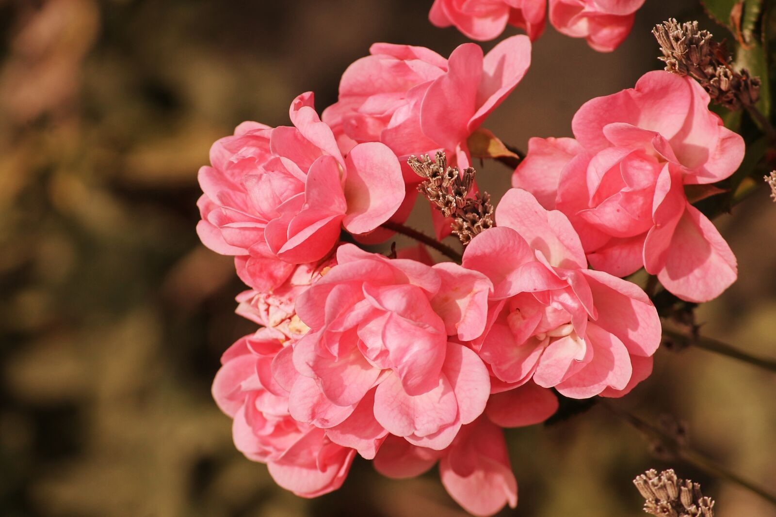 Canon EOS 1100D (EOS Rebel T3 / EOS Kiss X50) sample photo. Roses, pink, rosebush photography