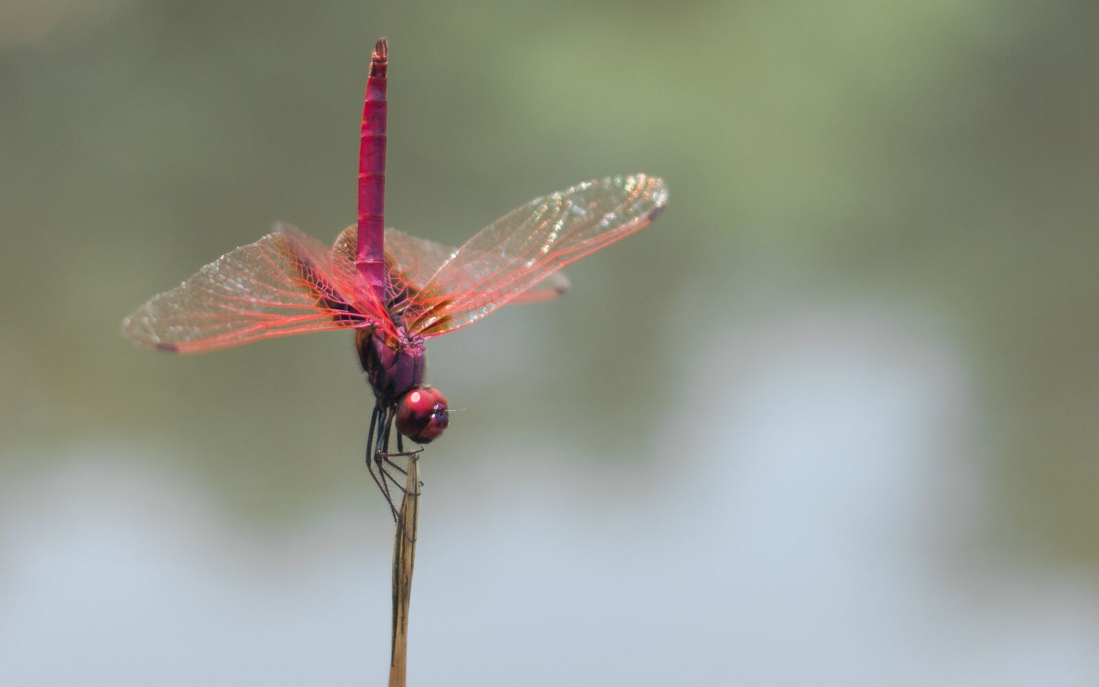 Canon EF 40mm F2.8 STM sample photo. Dragonfly, red dragonfly, animal photography
