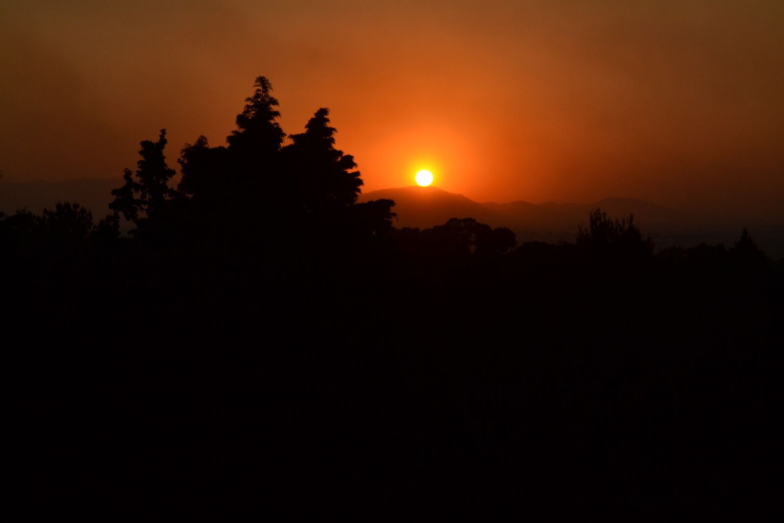 Nikon D3100 sample photo. Sunset, pine, pine tree photography