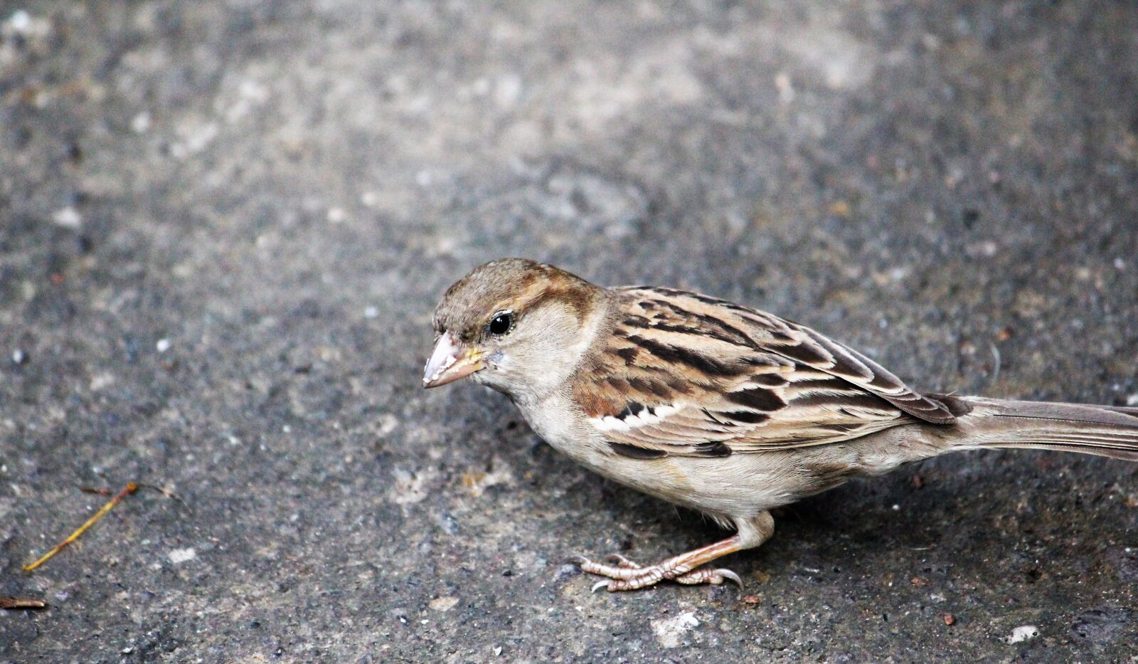Canon EOS 1200D (EOS Rebel T5 / EOS Kiss X70 / EOS Hi) sample photo. Bird, sparrow, feather photography