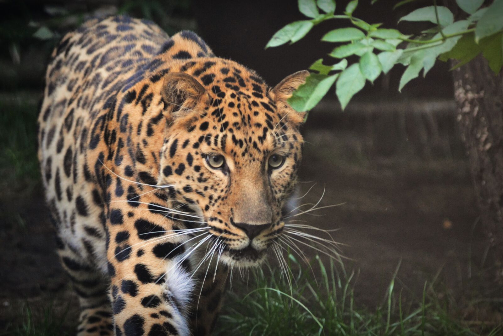 Nikon D3100 sample photo. Leopard, beast, animal photography