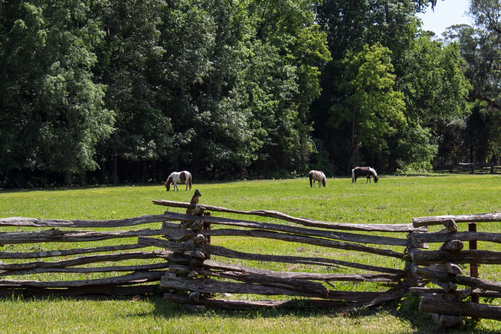 Canon EOS 600D (Rebel EOS T3i / EOS Kiss X5) sample photo. Pasture, pony, fence photography