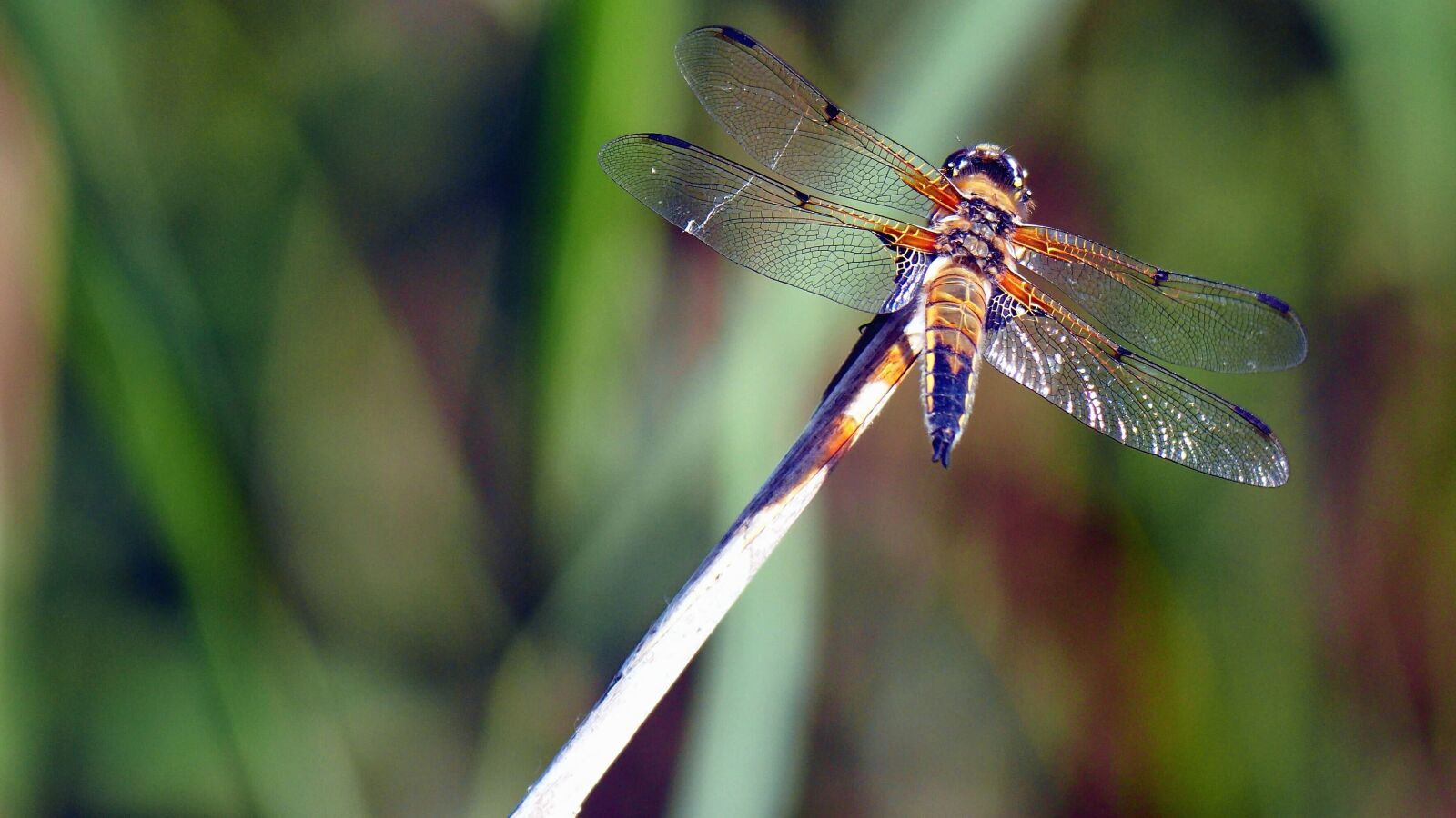 Panasonic Lumix G Vario 100-300mm F4-5.6 OIS sample photo. Dragonfly, insect, wings, wetland photography