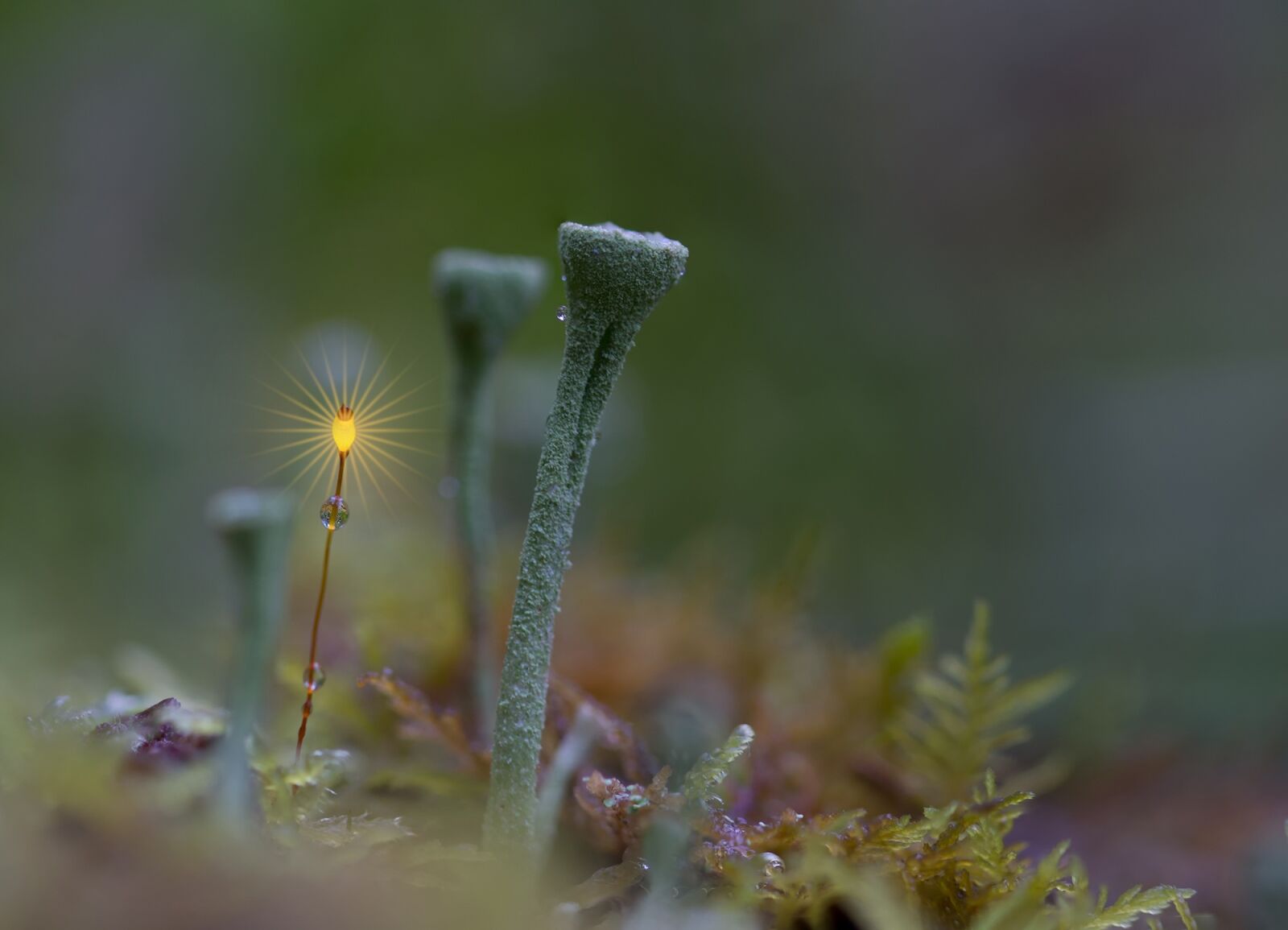 Sony SLT-A77 + 105mm F2.8 sample photo. Trumpet lichen, forest, moss photography