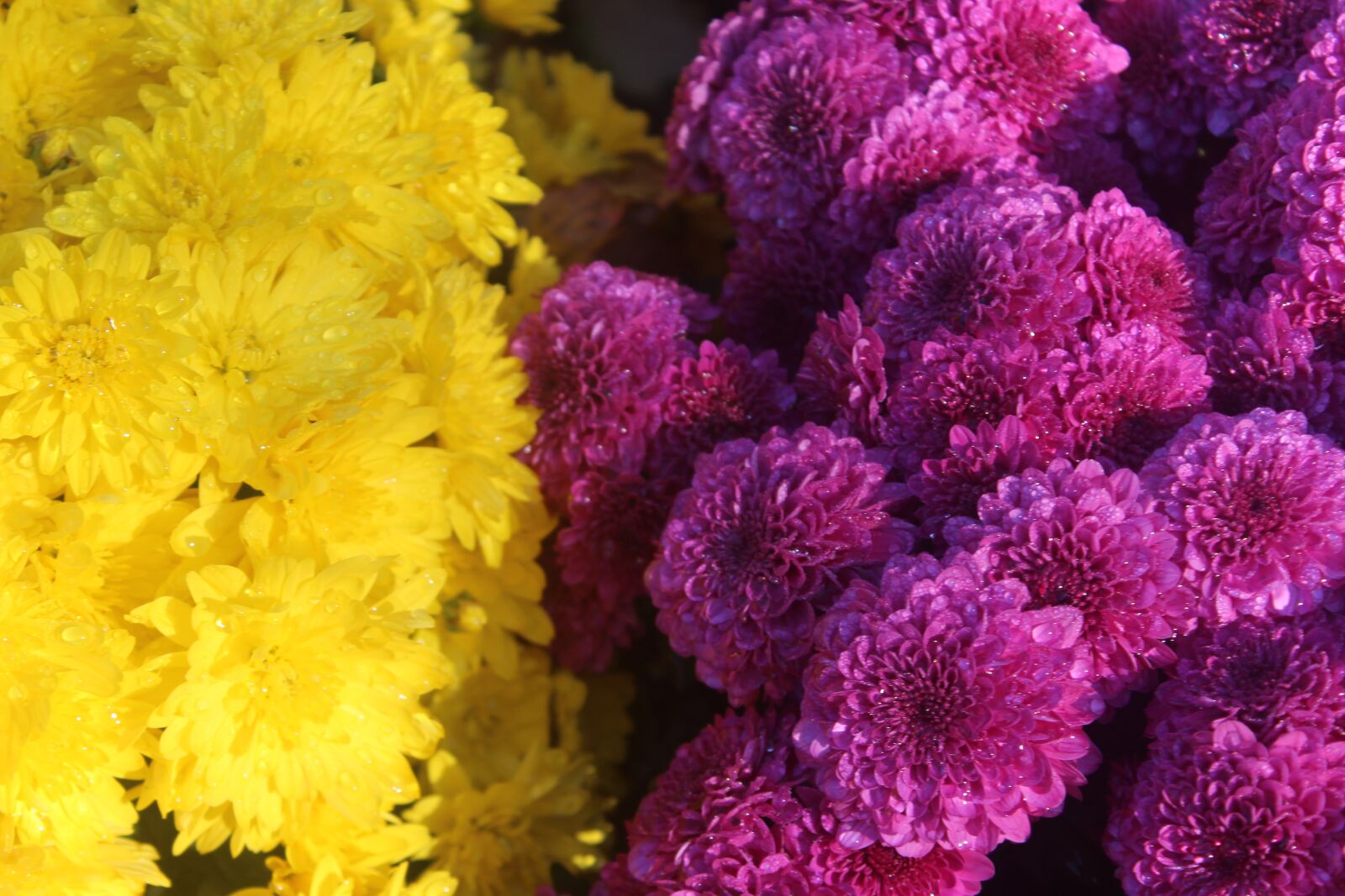 Canon EOS 1200D (EOS Rebel T5 / EOS Kiss X70 / EOS Hi) sample photo. Mums, purple, yellow photography