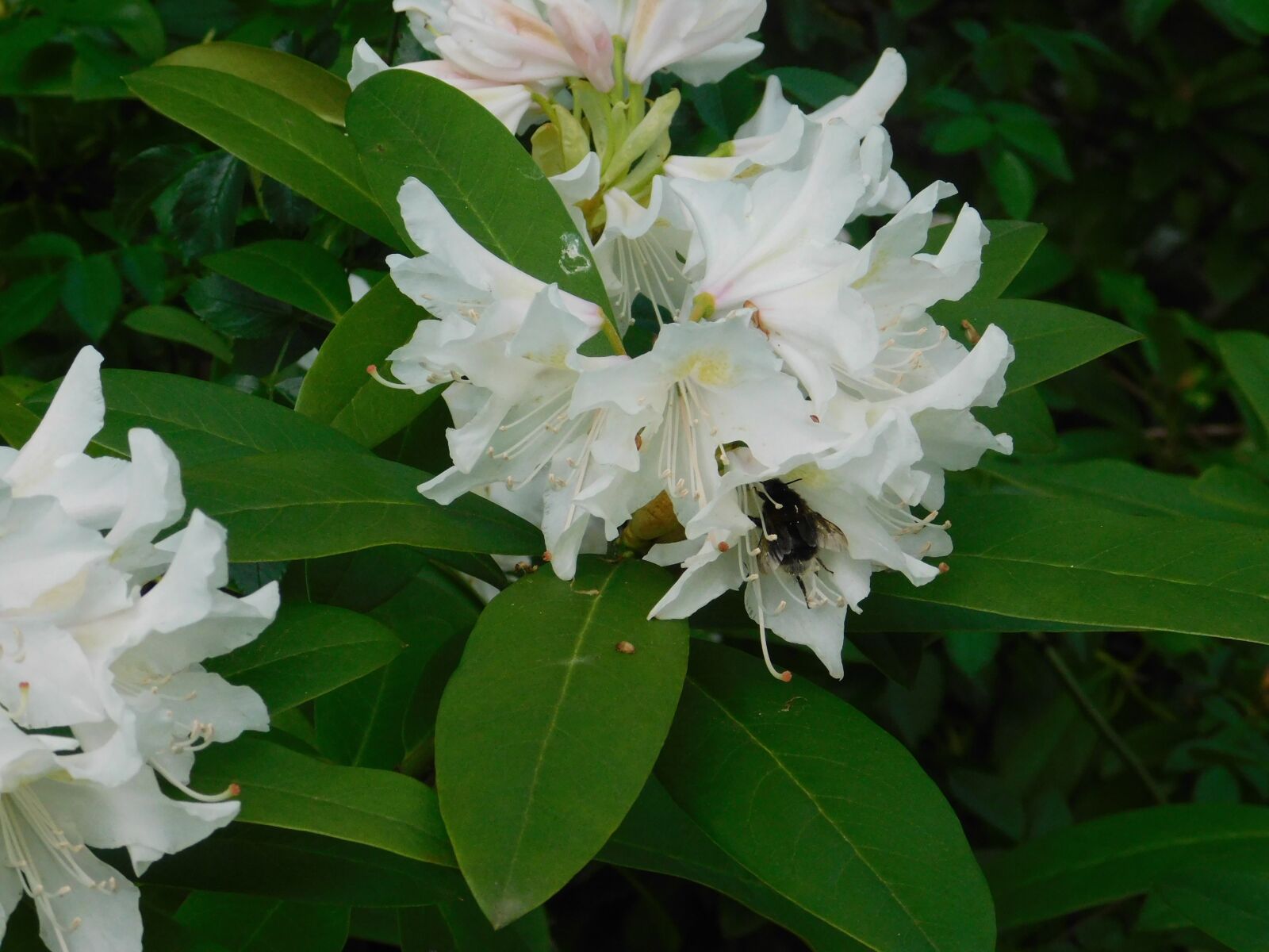 Nikon Coolpix B500 sample photo. Bee, hummel, flower photography
