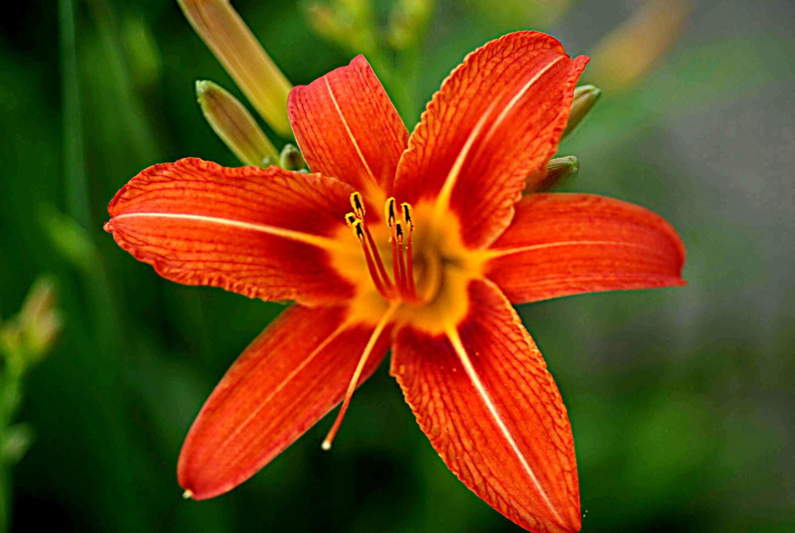 Nikon D200 sample photo. Garden, flower, orange photography