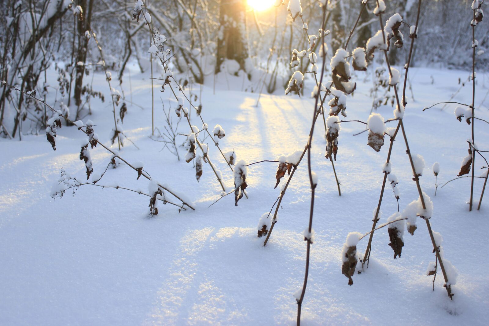 Canon EOS 550D (EOS Rebel T2i / EOS Kiss X4) sample photo. Winter, cold, white photography