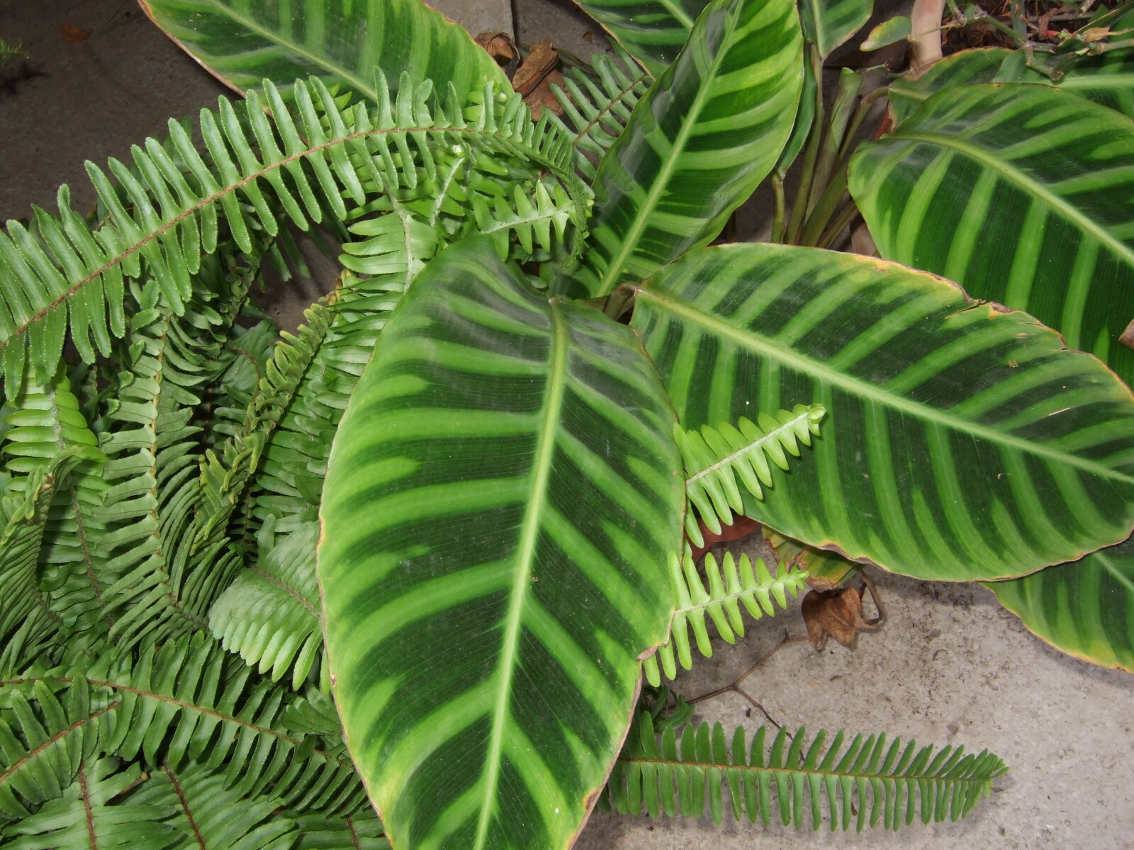 Fujifilm FinePix F20 sample photo