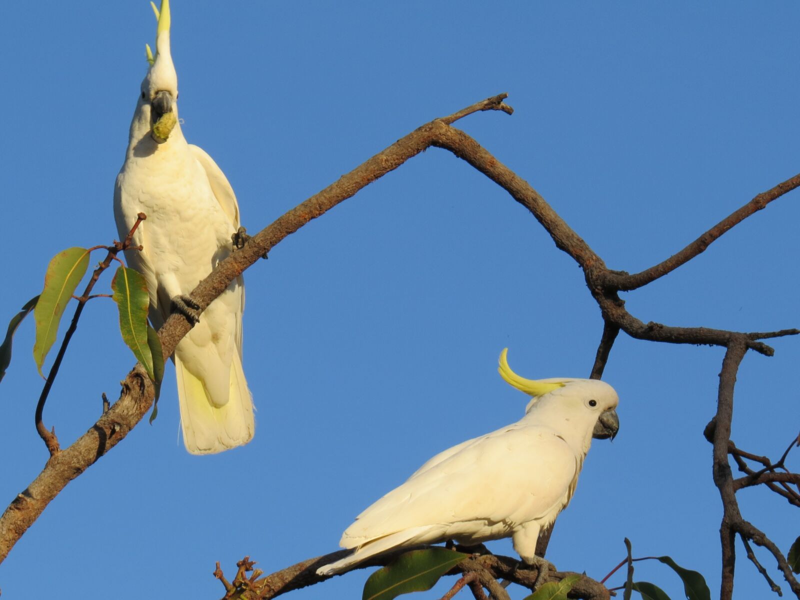 Canon PowerShot SX50 HS sample photo. Sulphur-crested cockatoos, cacatua galerita photography