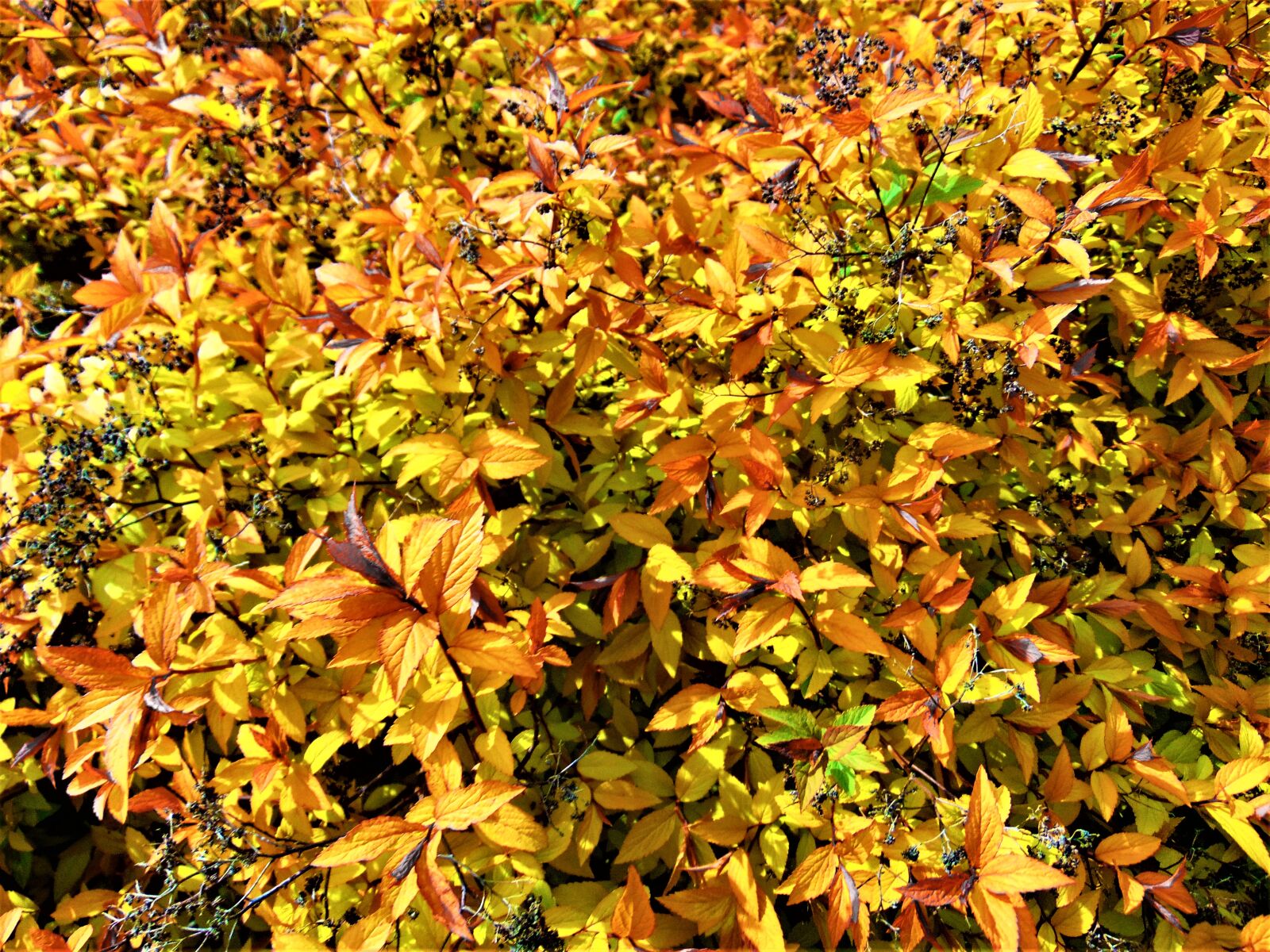Sony Cyber-shot DSC-H300 sample photo. Autumn, colors photography