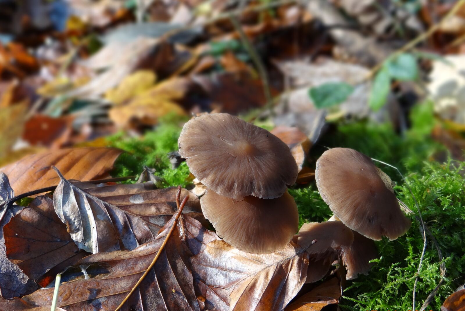 Sony DSC-HX200V sample photo. Mushrooms, forest, natural photography