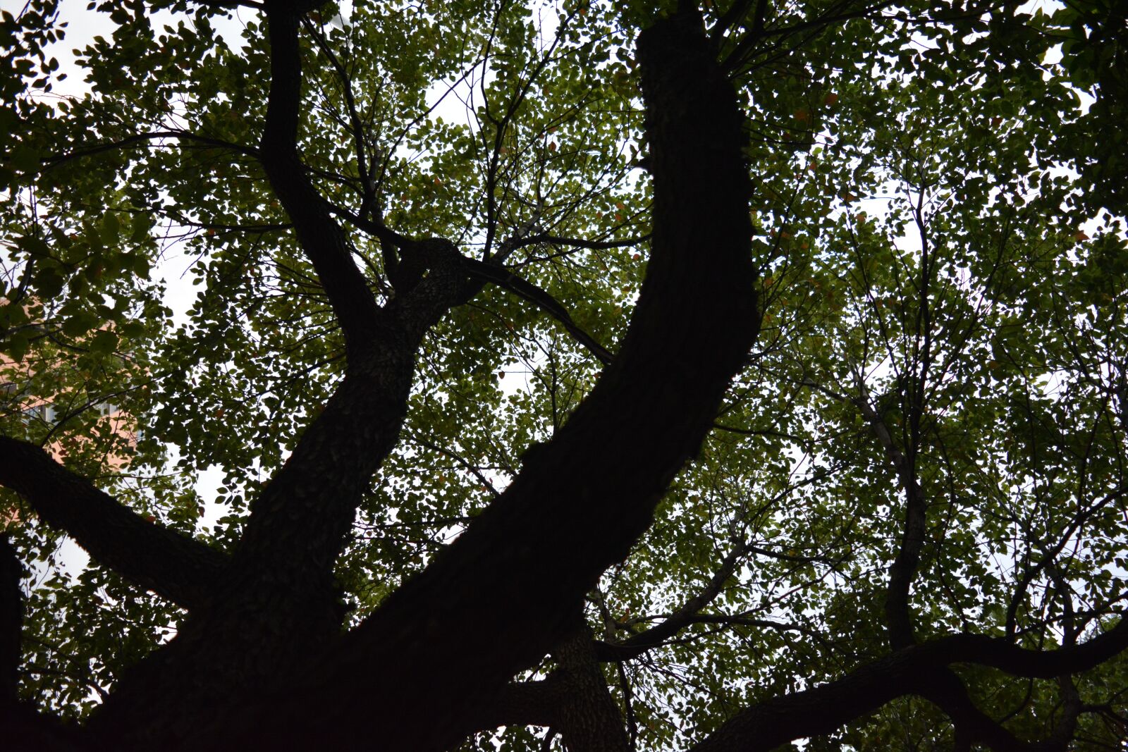 Nikon D5200 sample photo. Shade, summer, silhouette photography