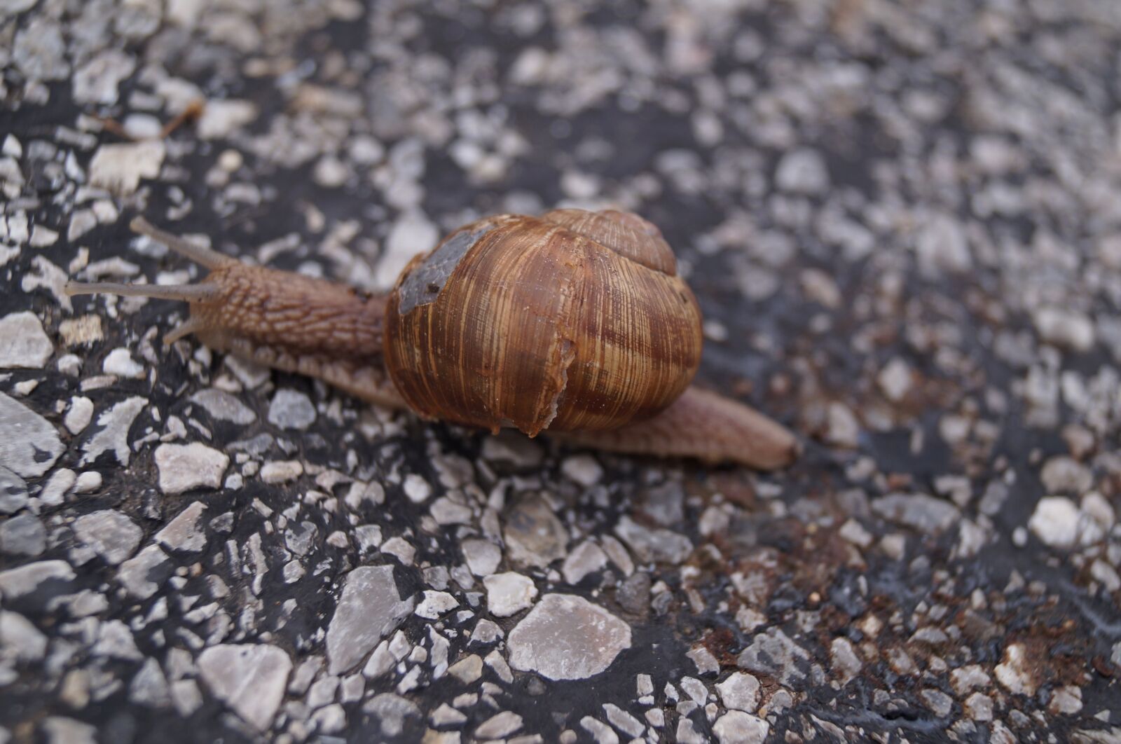 Sony SLT-A37 sample photo. Snail, czech republic, shell photography