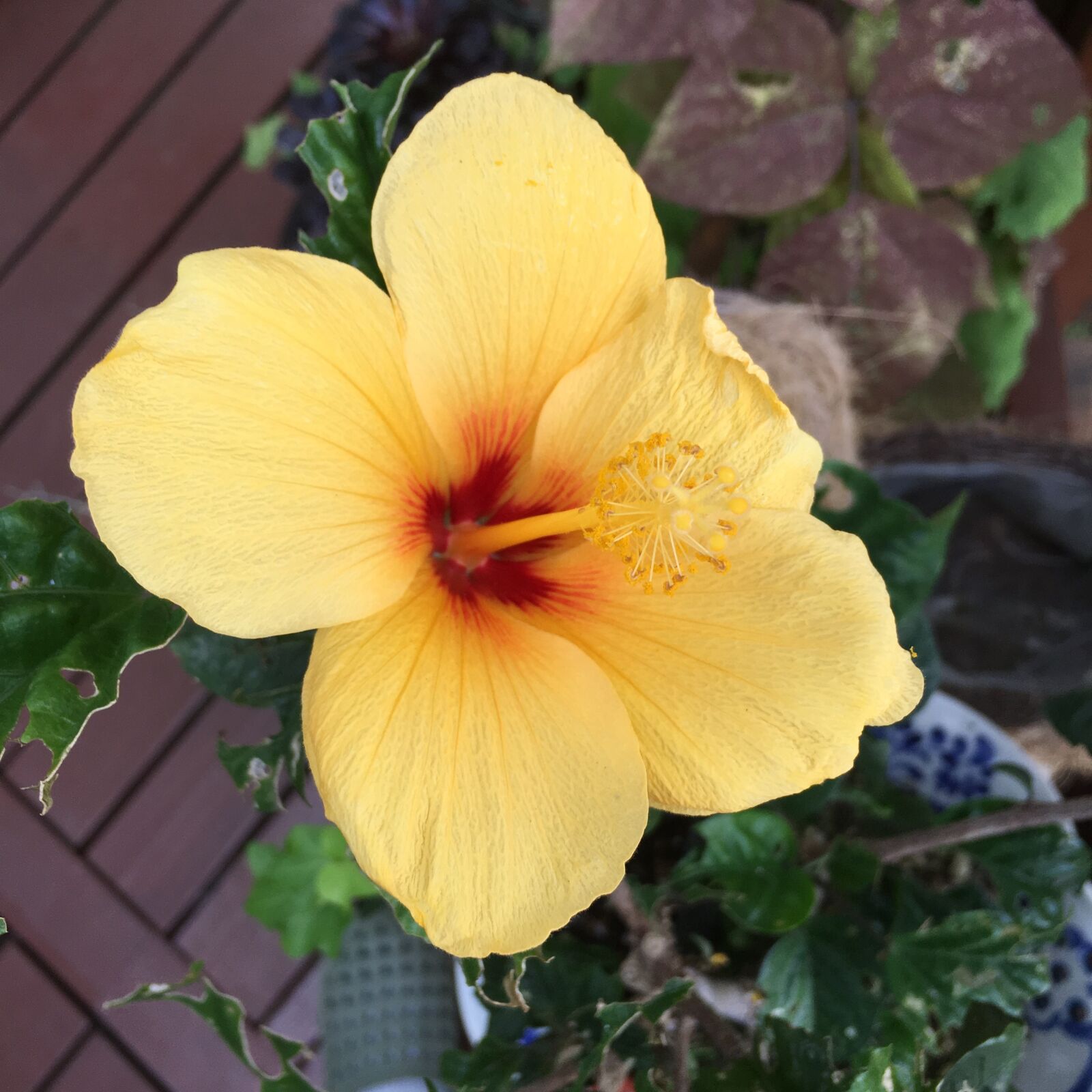 Apple iPhone 6s sample photo. Hibiscus, one rin, yellow photography