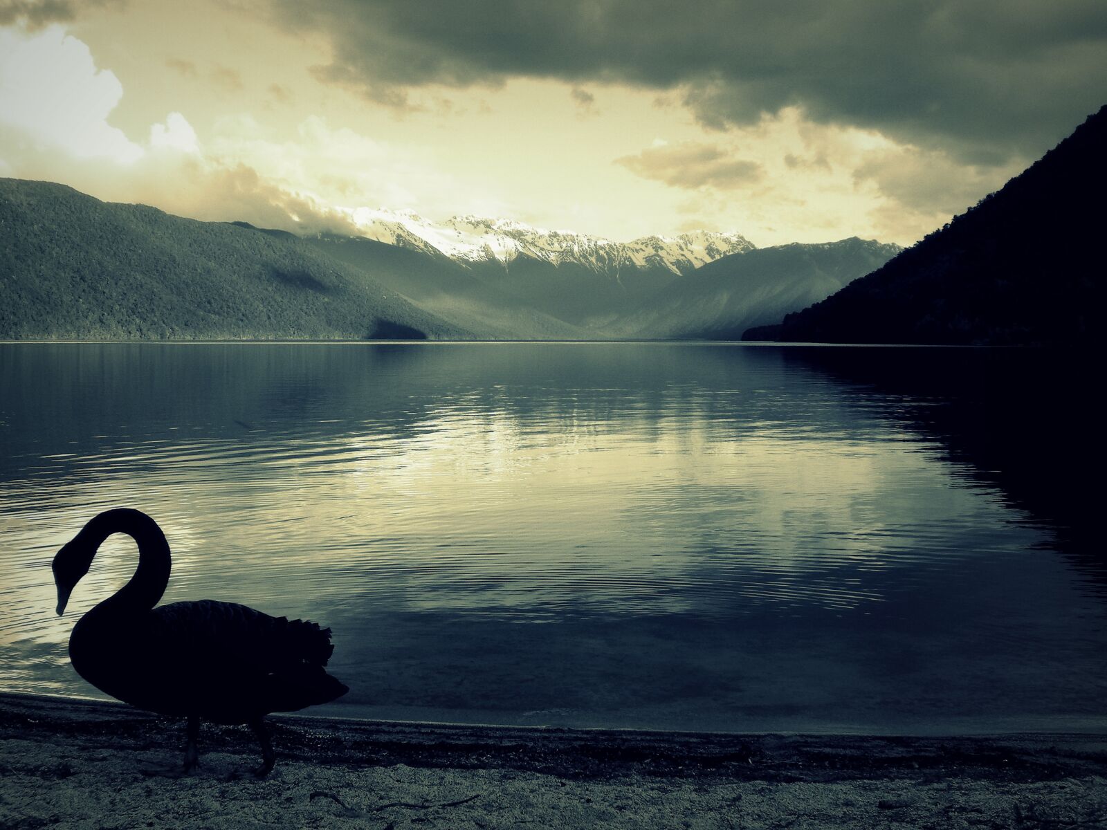 Pentax Optio V20 sample photo. Swan, black, lake photography