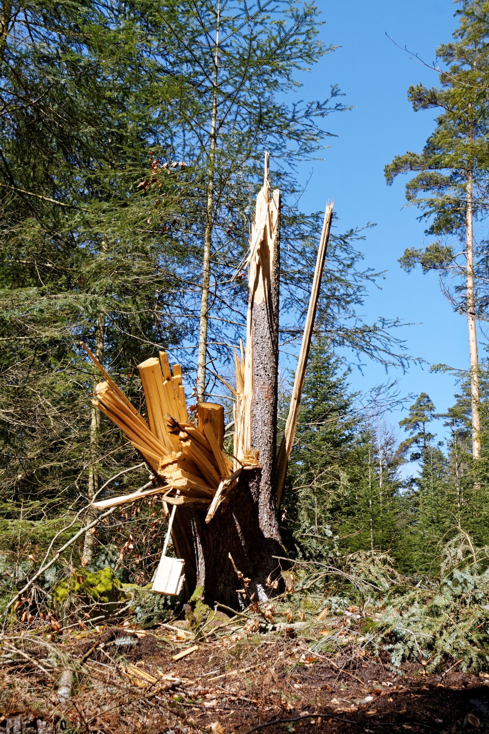 Canon EOS 30D sample photo. Conifer, fir tree, nature photography